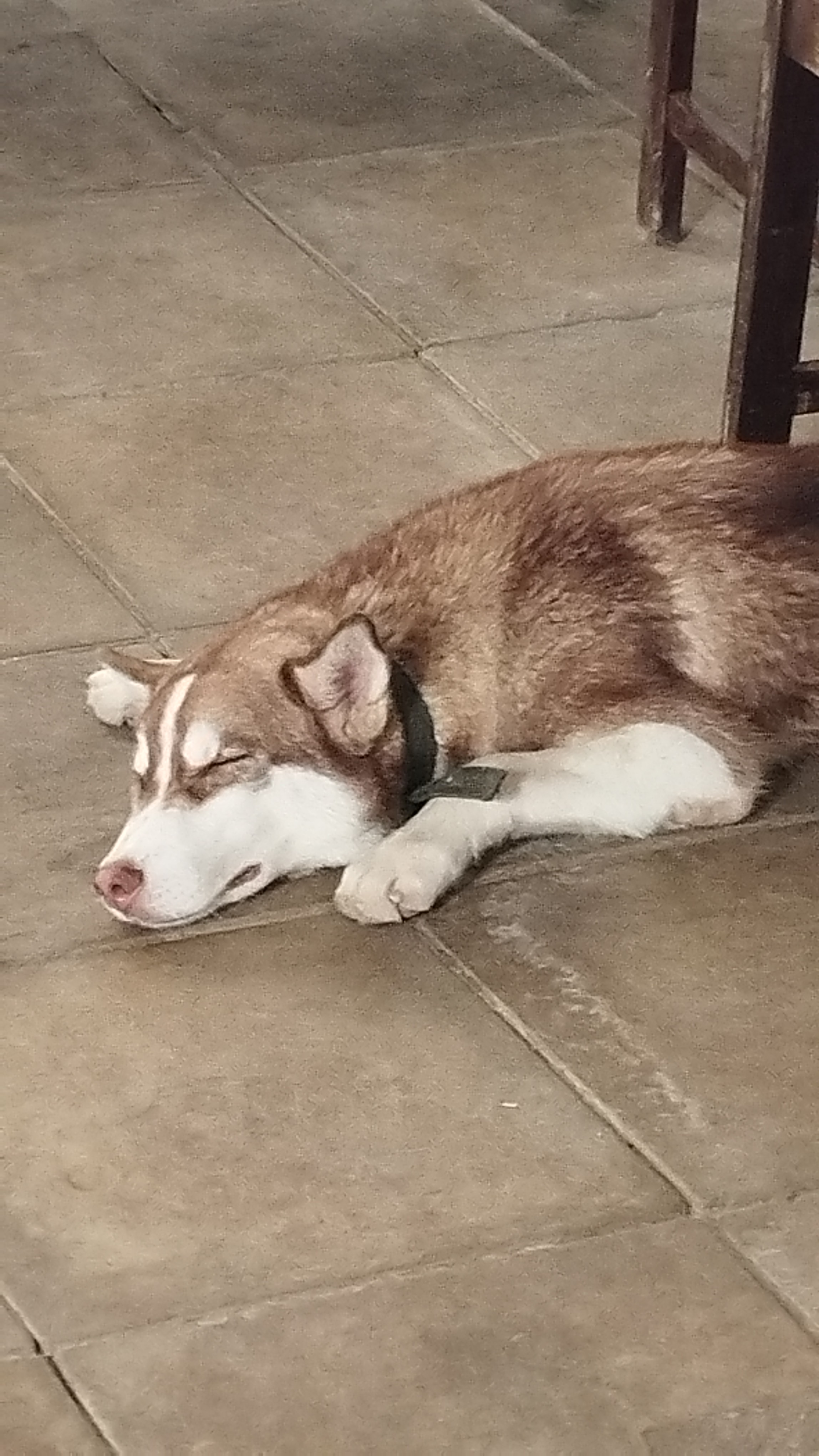 Husky siberiano  - Foto 1