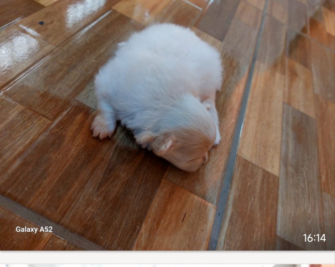 Lulu da Pomerânia  - Foto 3
