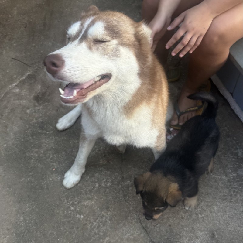 Vendo cadela de 8 meses fêmea muito mansa e que se dá bem com outros animais - Foto 3