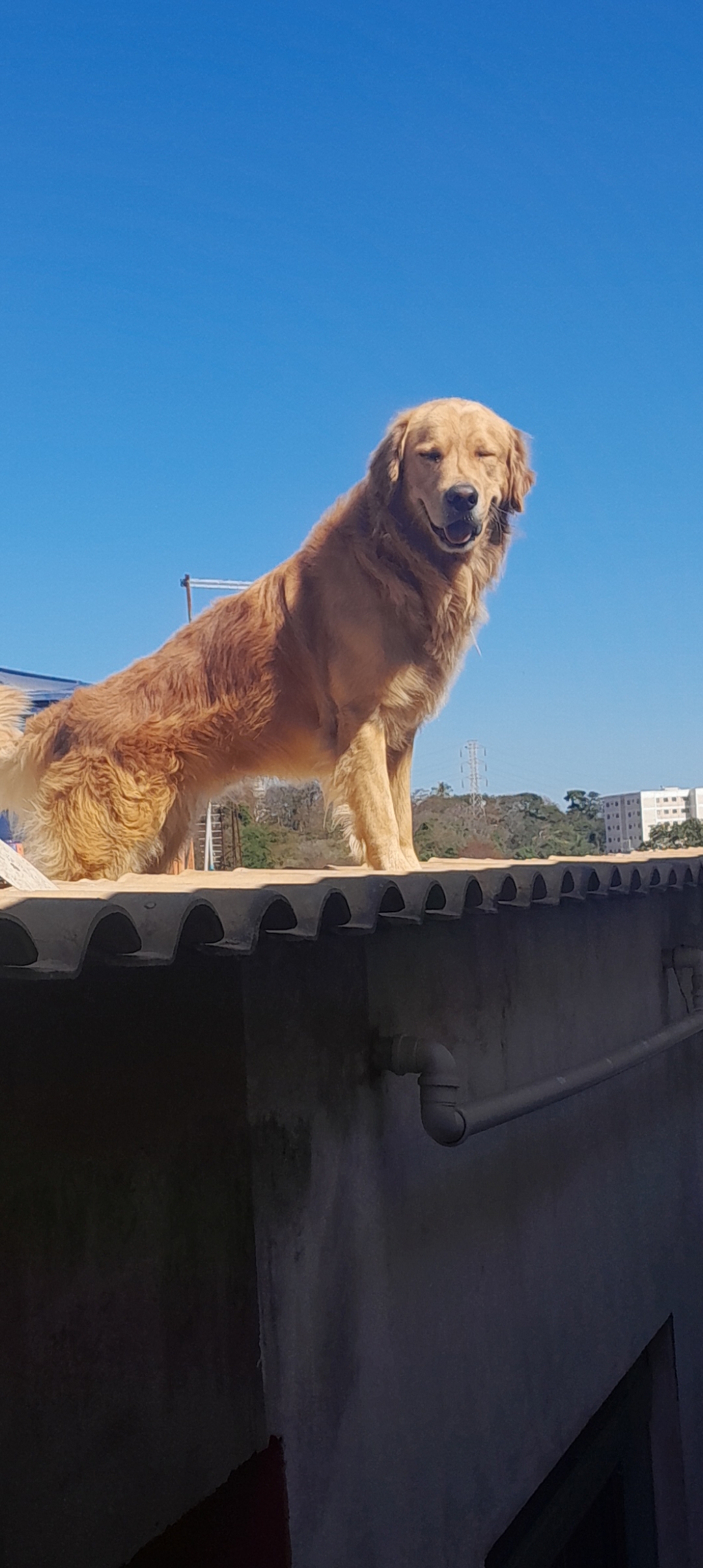 Golden Retriever - Foto 3