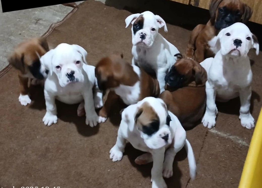 Boxer - Foto 1