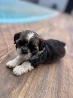 Shih Tzu - Foto 2