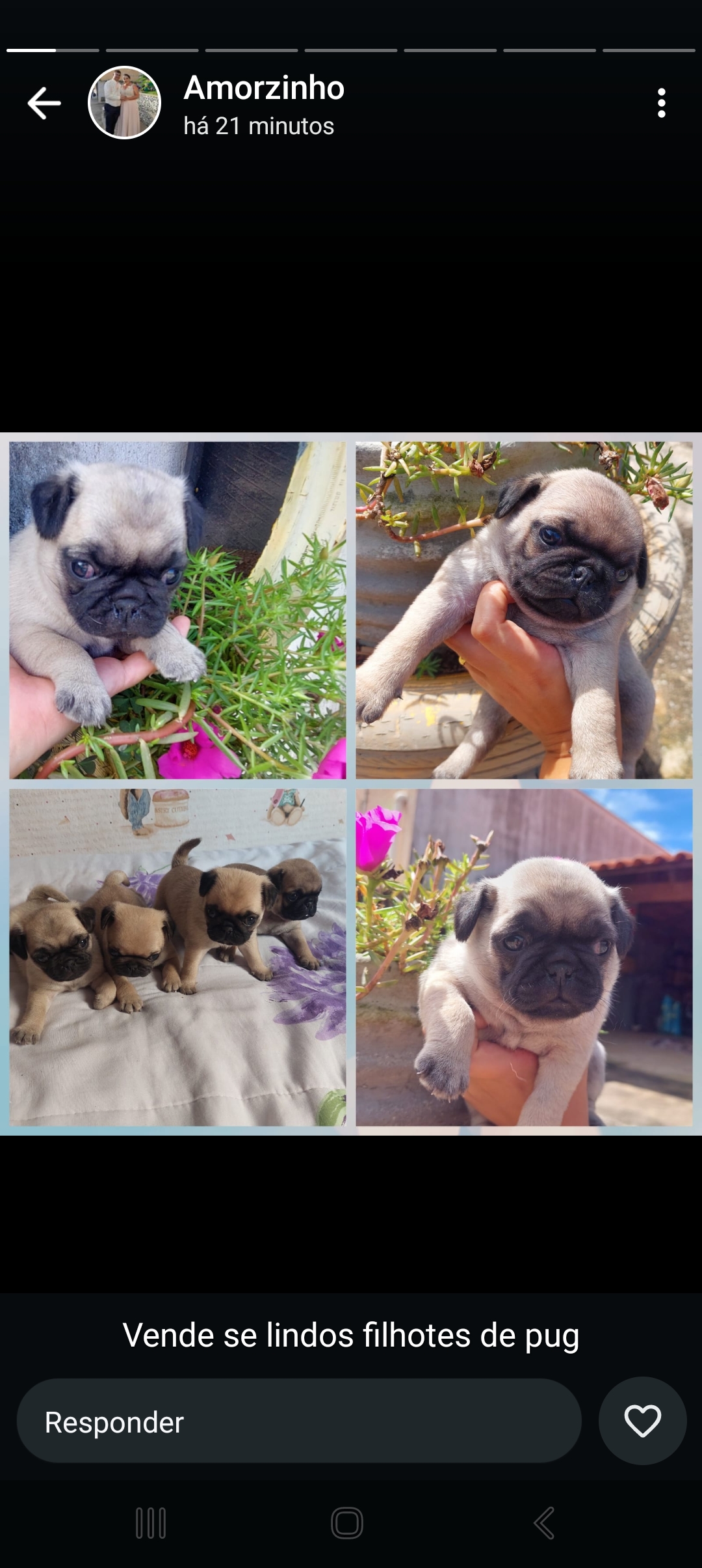 Filhotes de pug - Foto 1