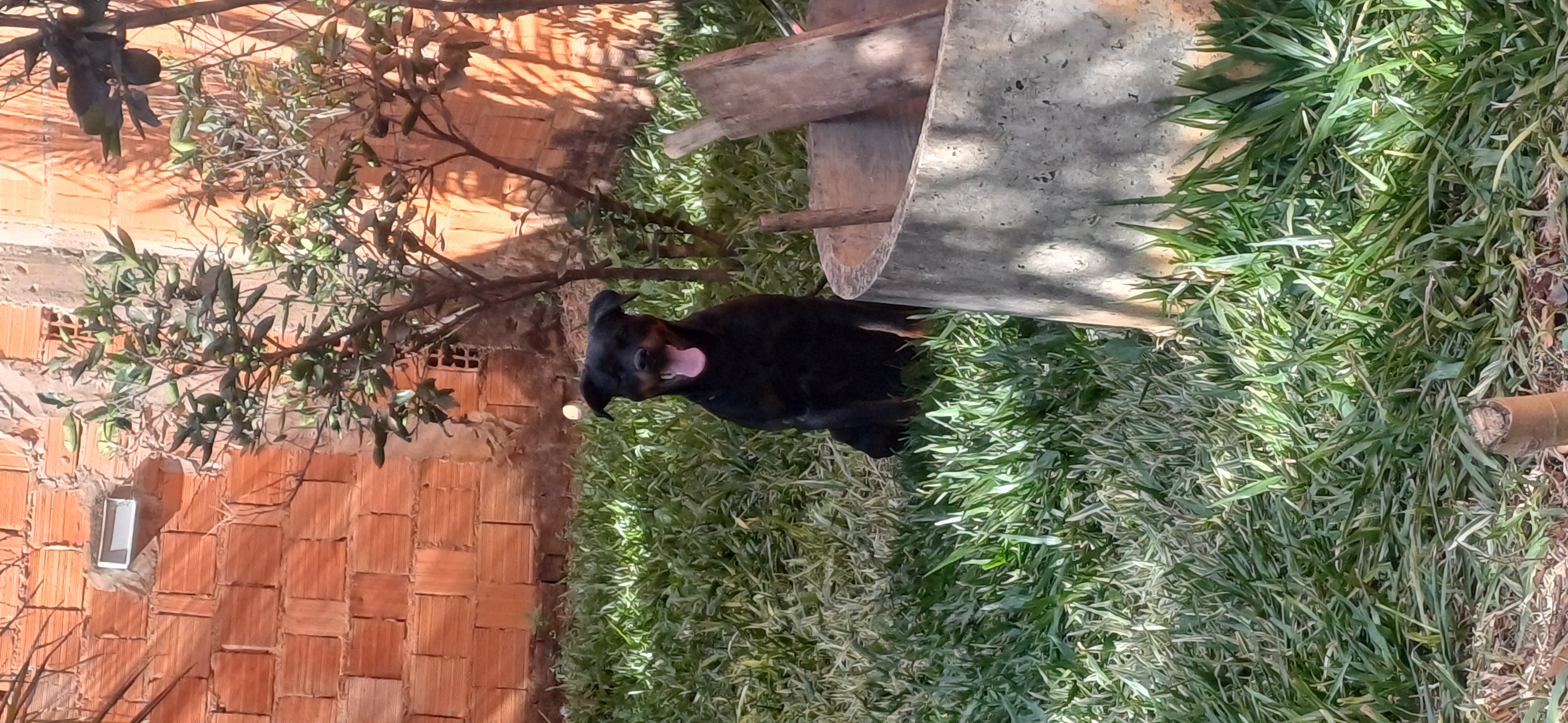 Rottweiler 8 meses - Foto 1