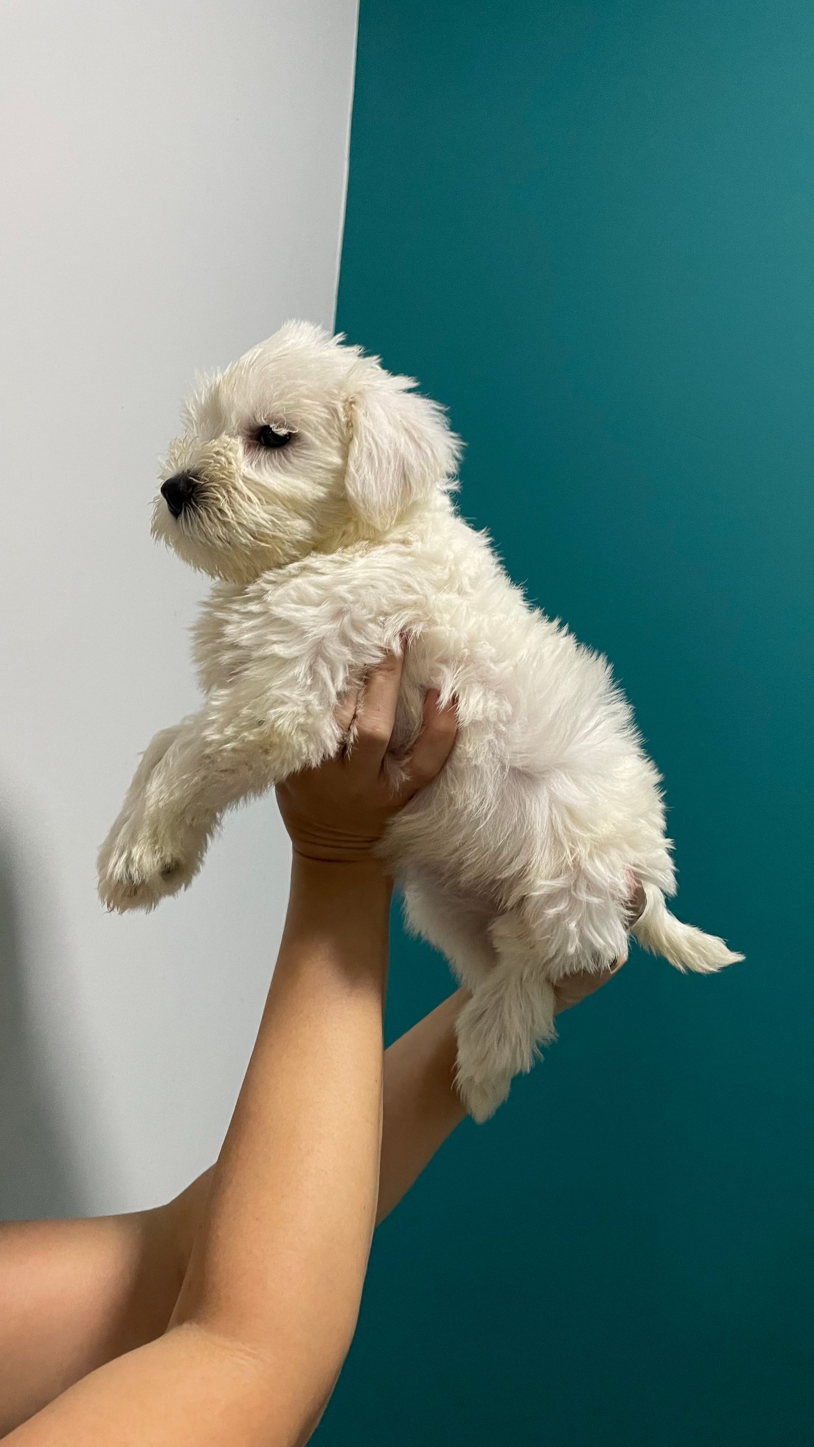 Filhotes de schnauzer disponíveis  - Foto 1