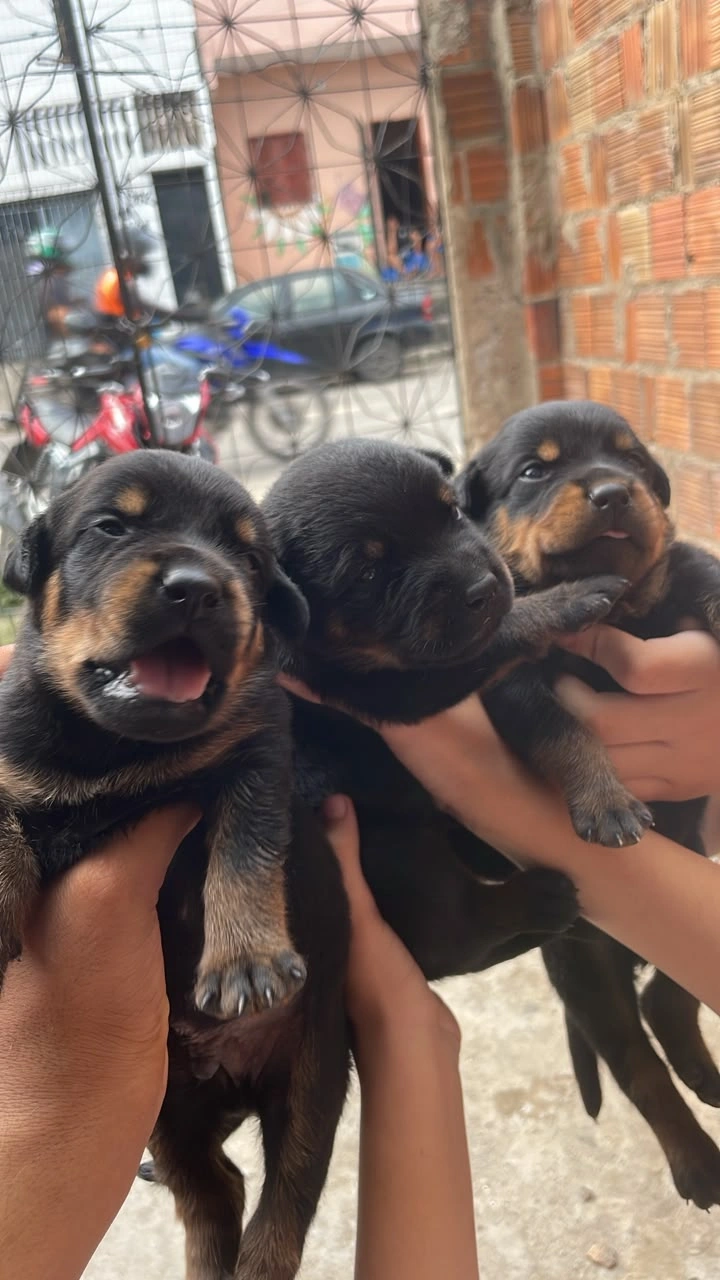Filhotes rottweiler  - Foto 1