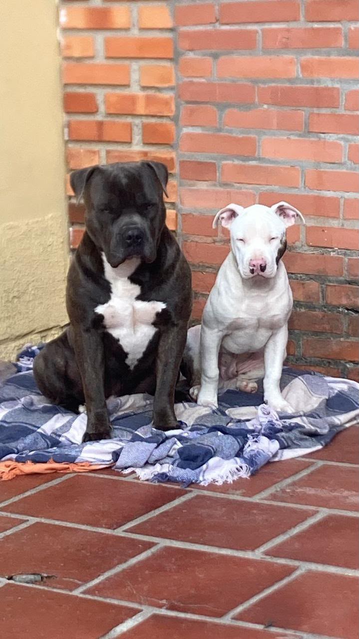 Pitbull - Foto 1
