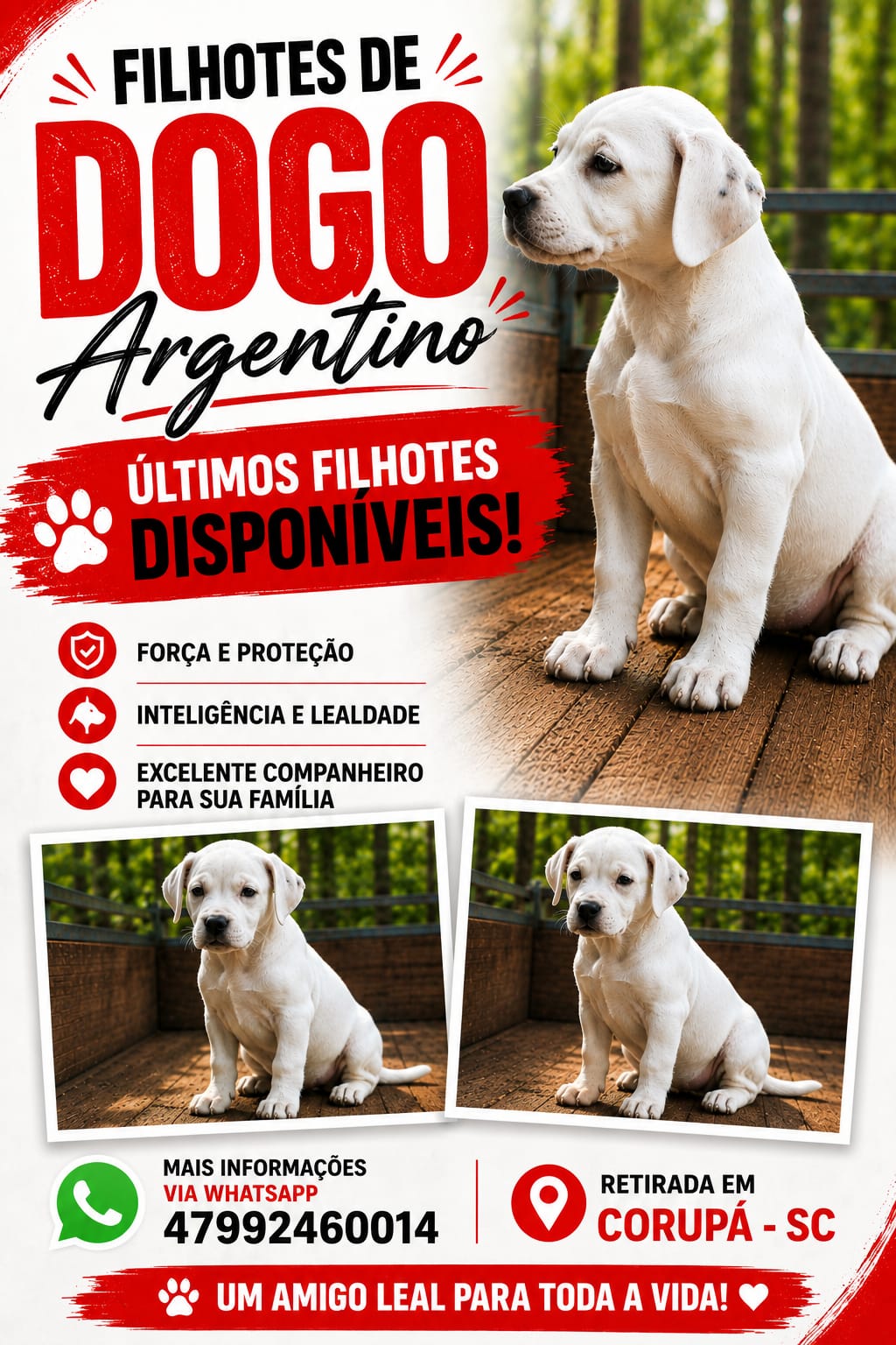 Dogo Argentino - Foto 1