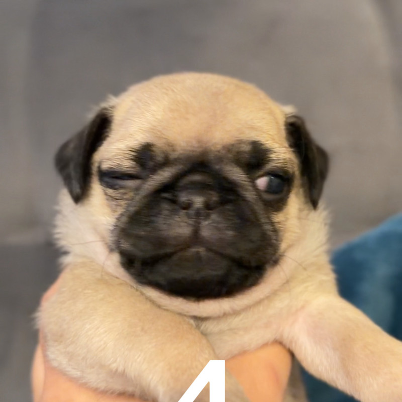 Filhotes de Pug - Foto 3