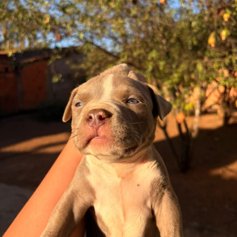 Pitbulls adultos e filhotes - Foto 1