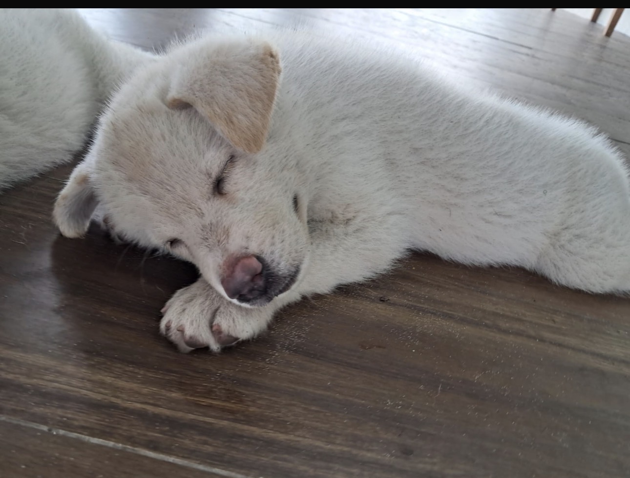 Akita Inu - Foto 2