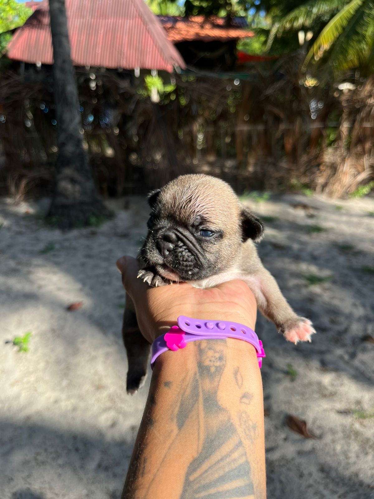 Filhotes de buldogue francês  - Foto 1