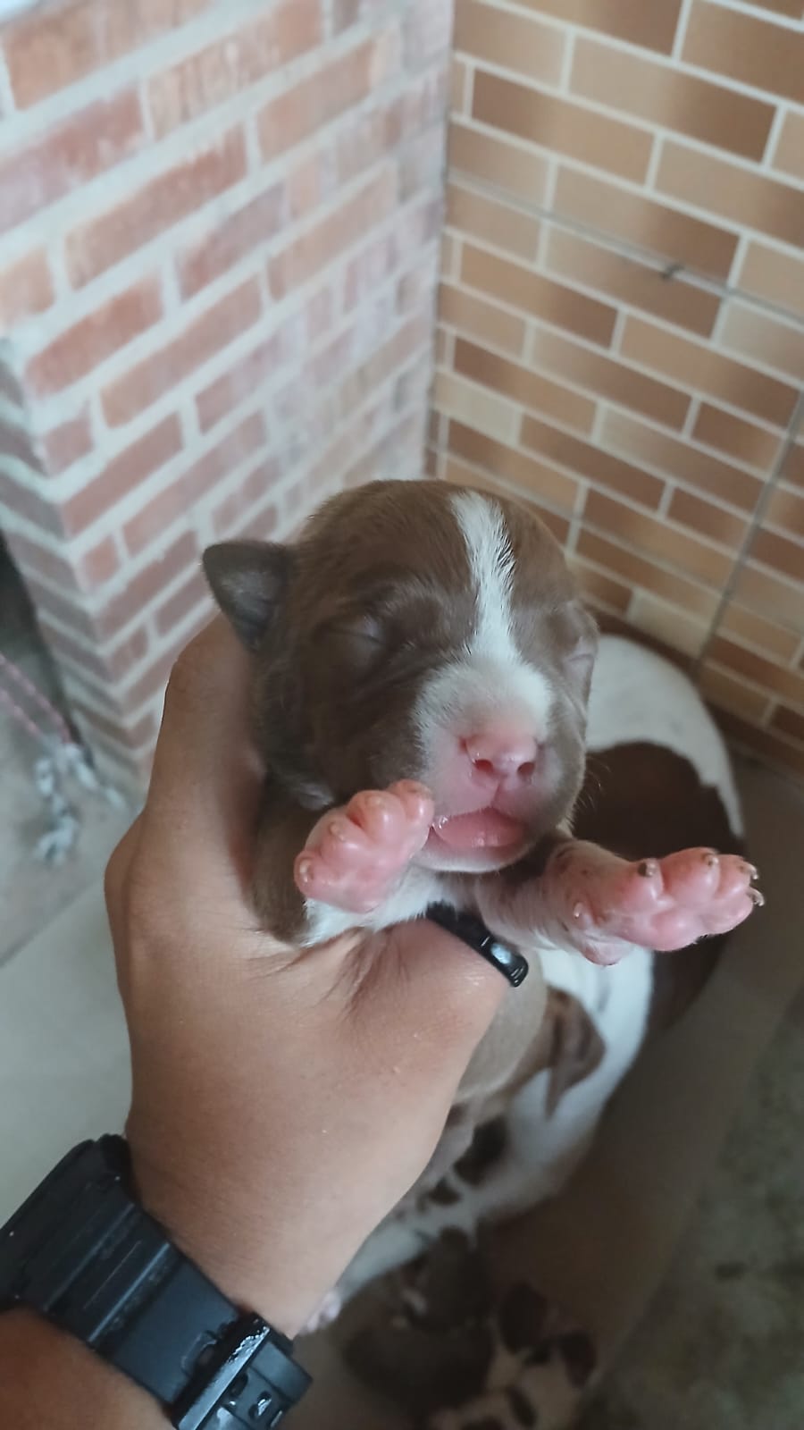 Pitbull - Foto 2