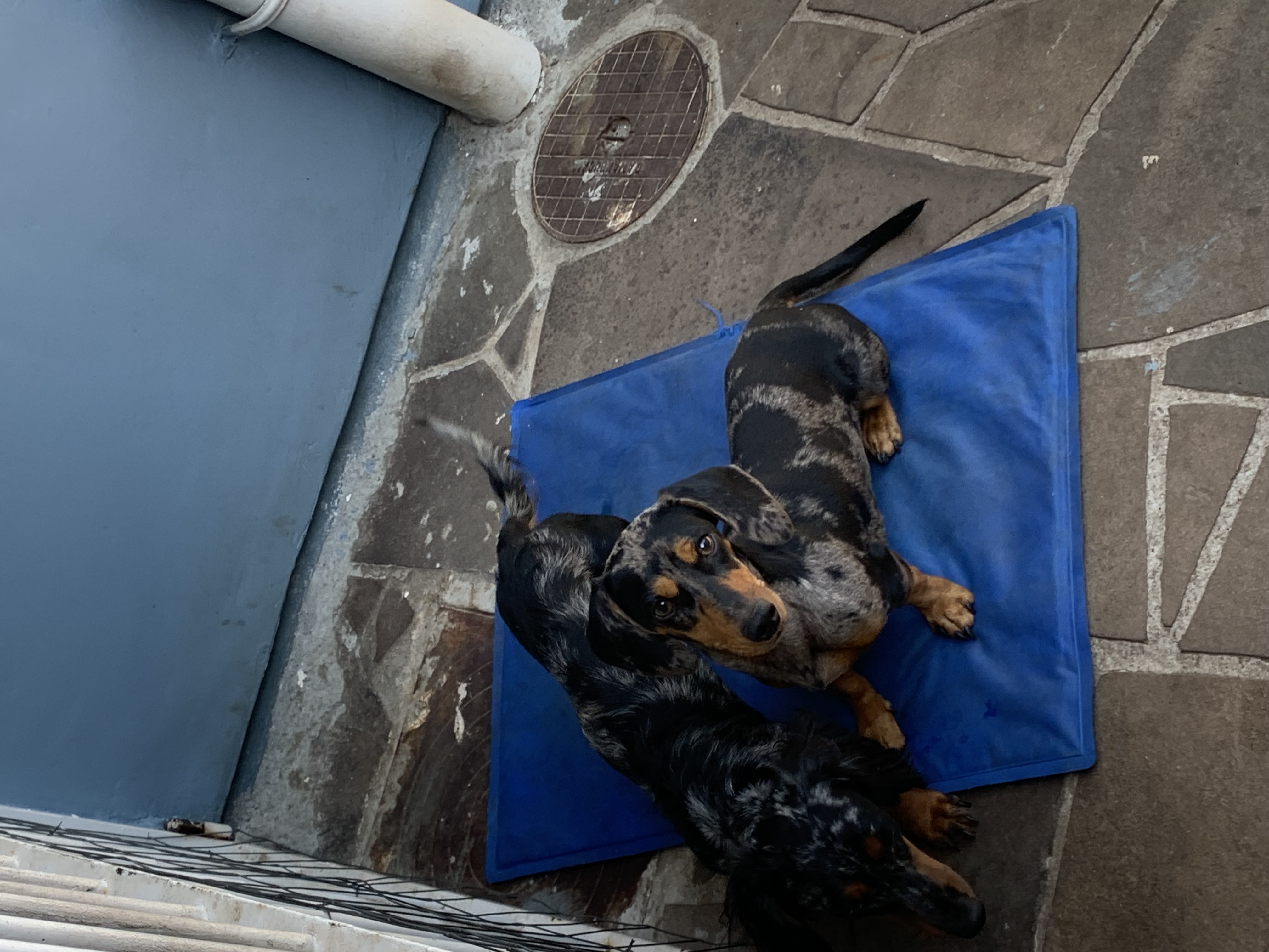 Casal Linguicinhas arlequim  - Foto 2