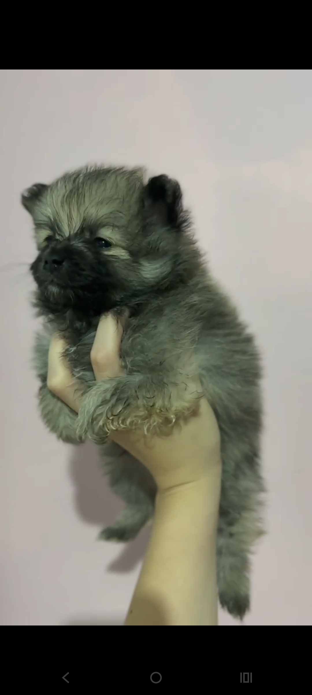 Spitz Alemão - Foto 1