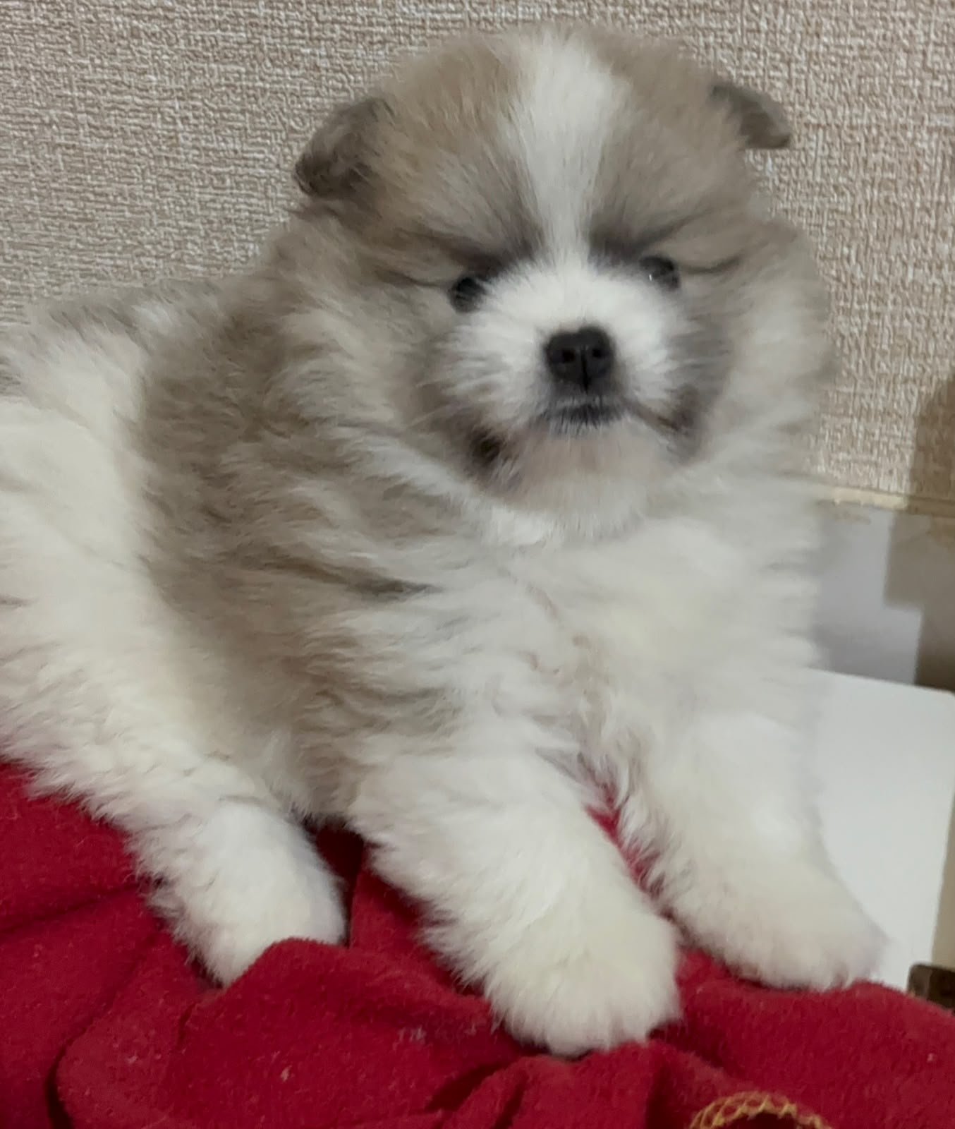 Spitz alemão  - Foto 1