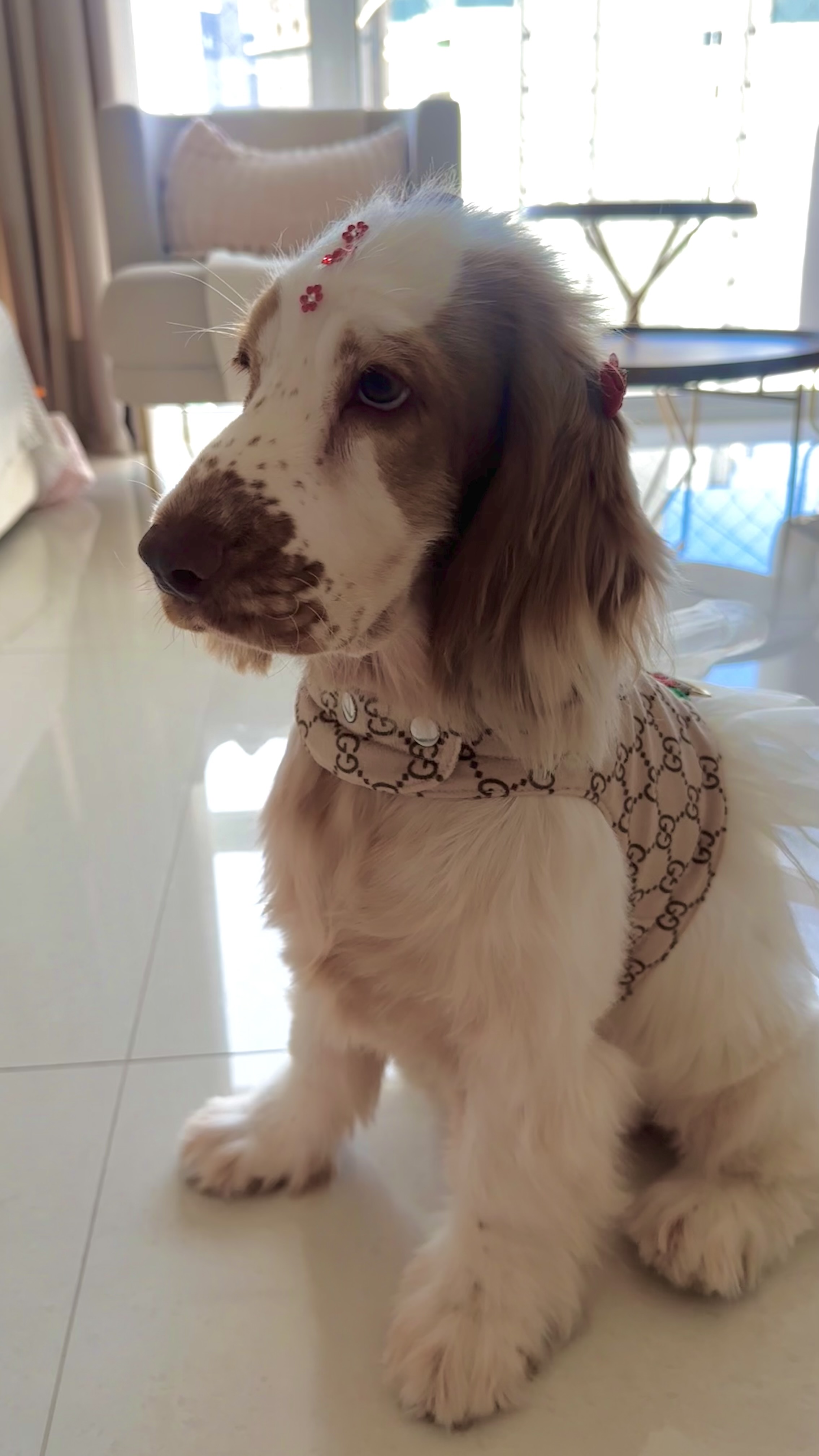 Cocker Spaniel Inglês - Foto 1