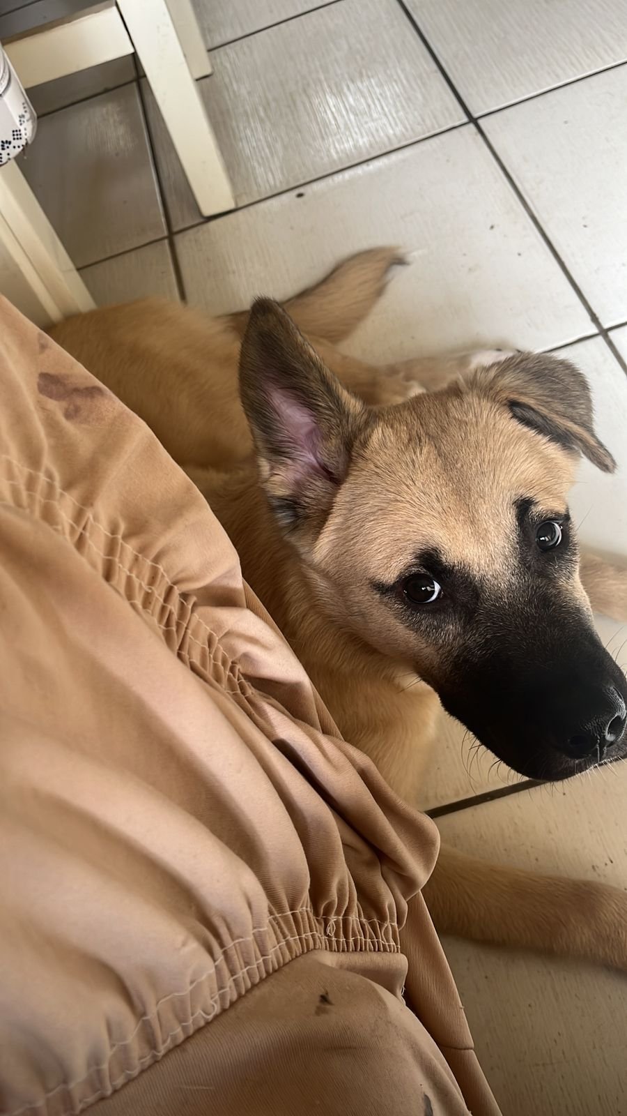 Doação raça husky com box  - Foto 1