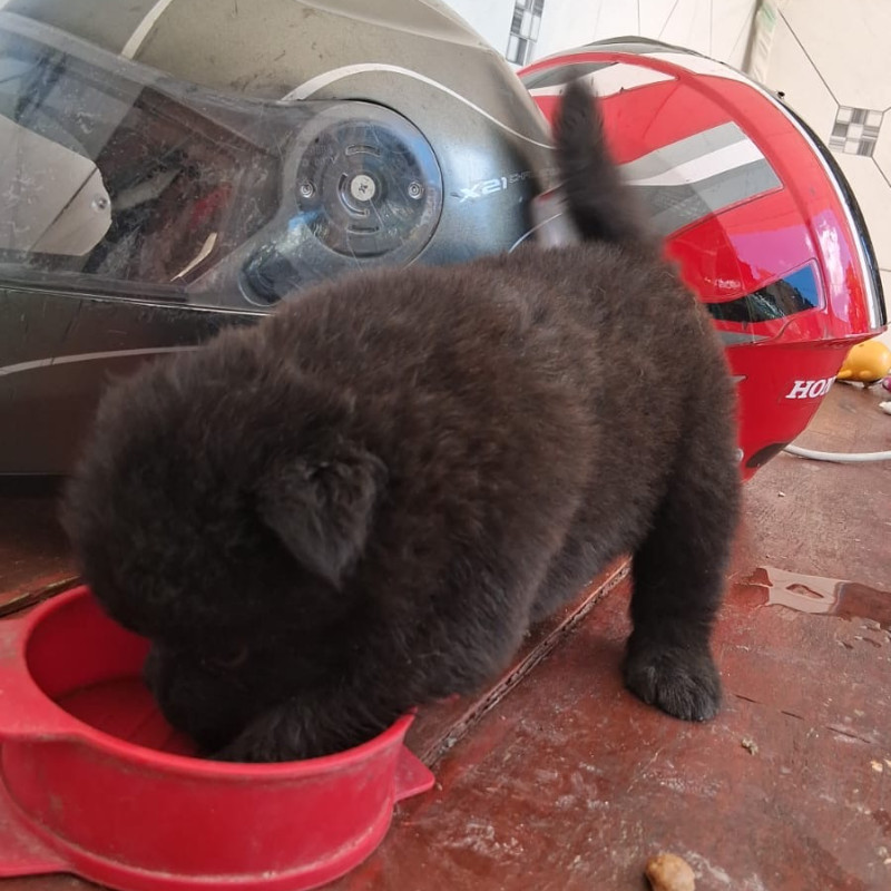 Filhotes de chow chow - Foto 1