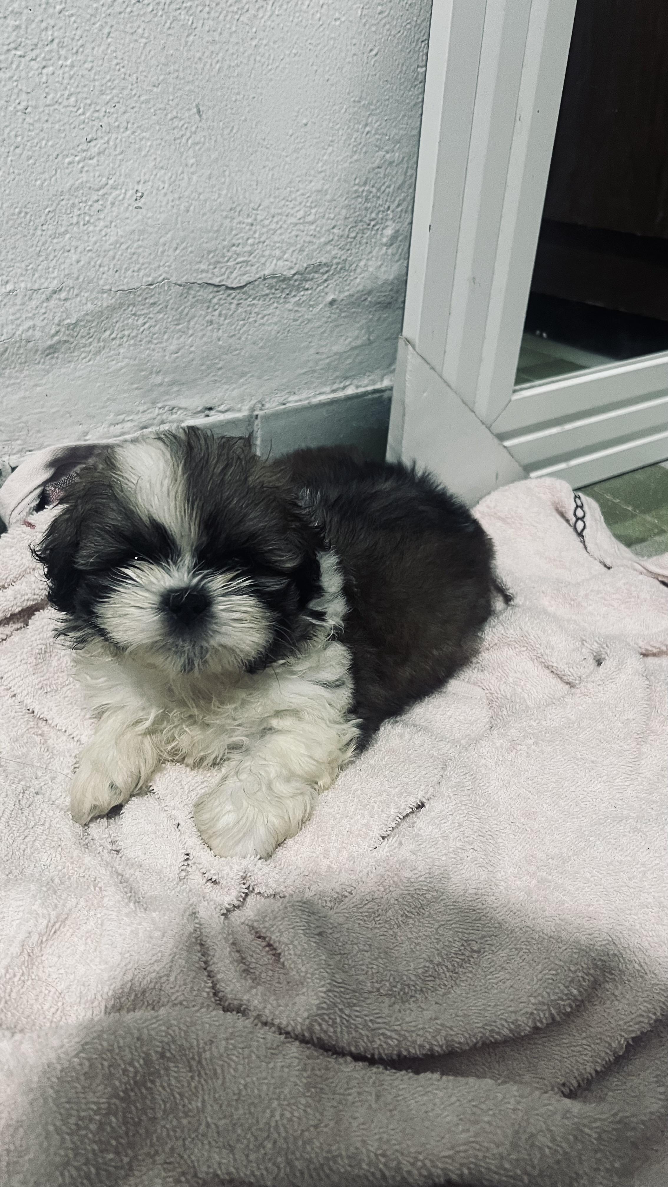 Vende Shitzu  - Foto 1