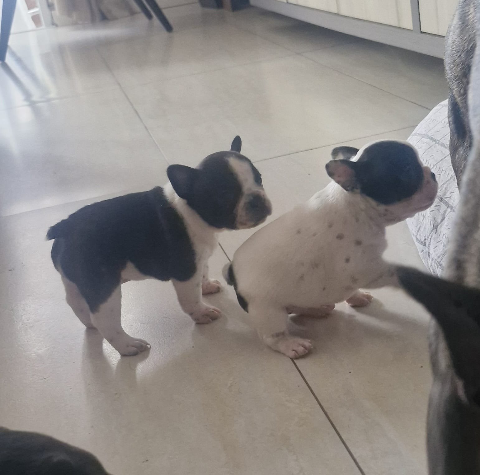 filhotes puros Buldogue Frânces - Foto 3