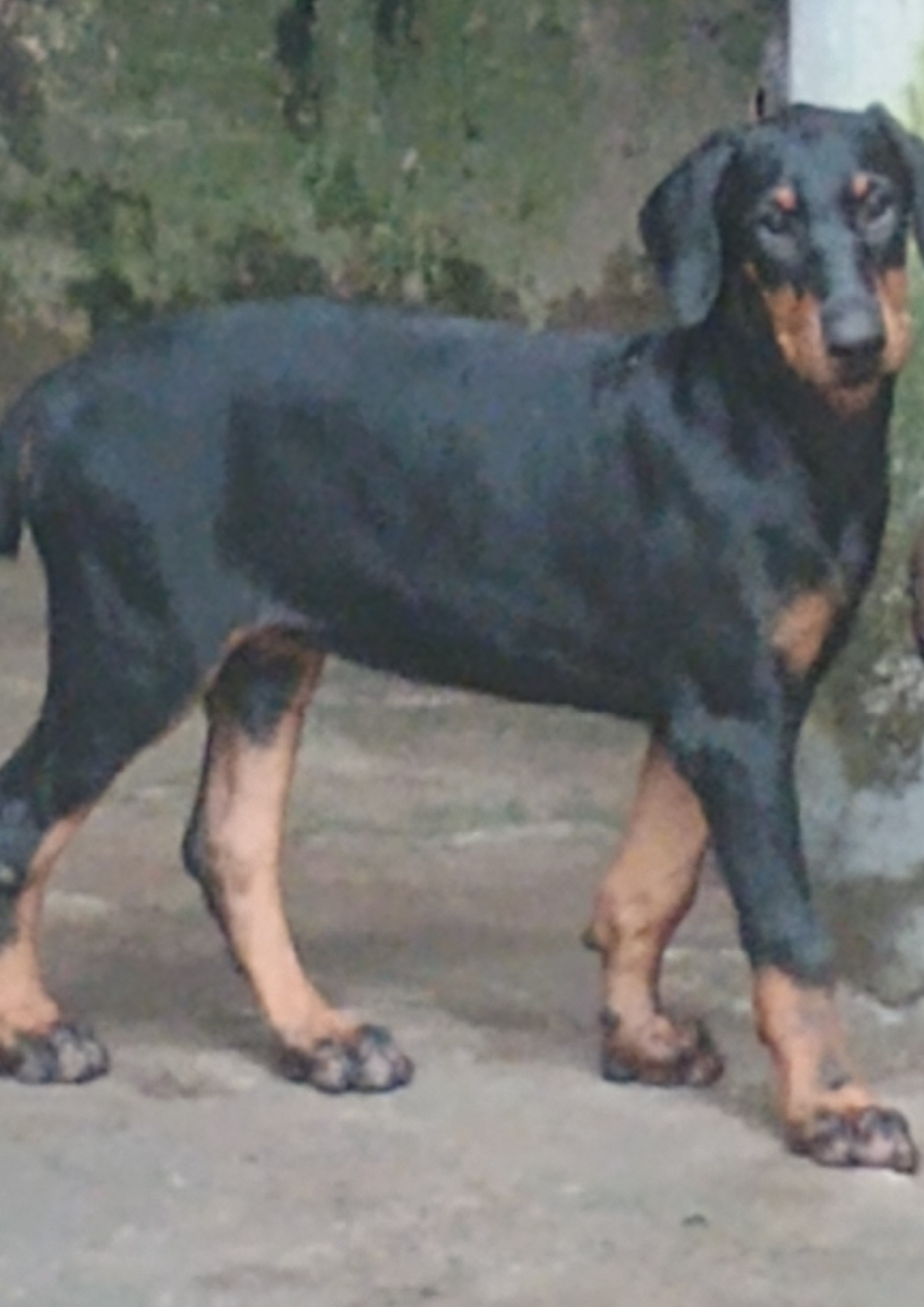 Vendo filhote de Dobermann  - Foto 2