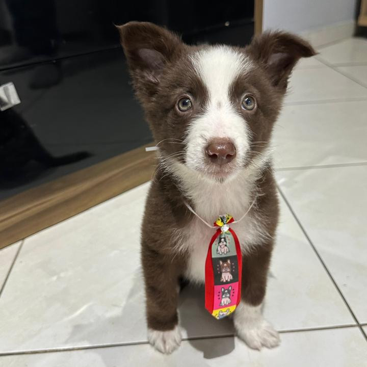 Lindo filhote de border collie - Foto 1