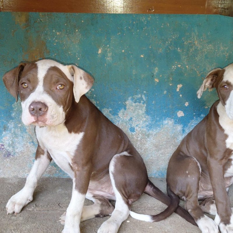 Filhotes de pit bull - Foto 3