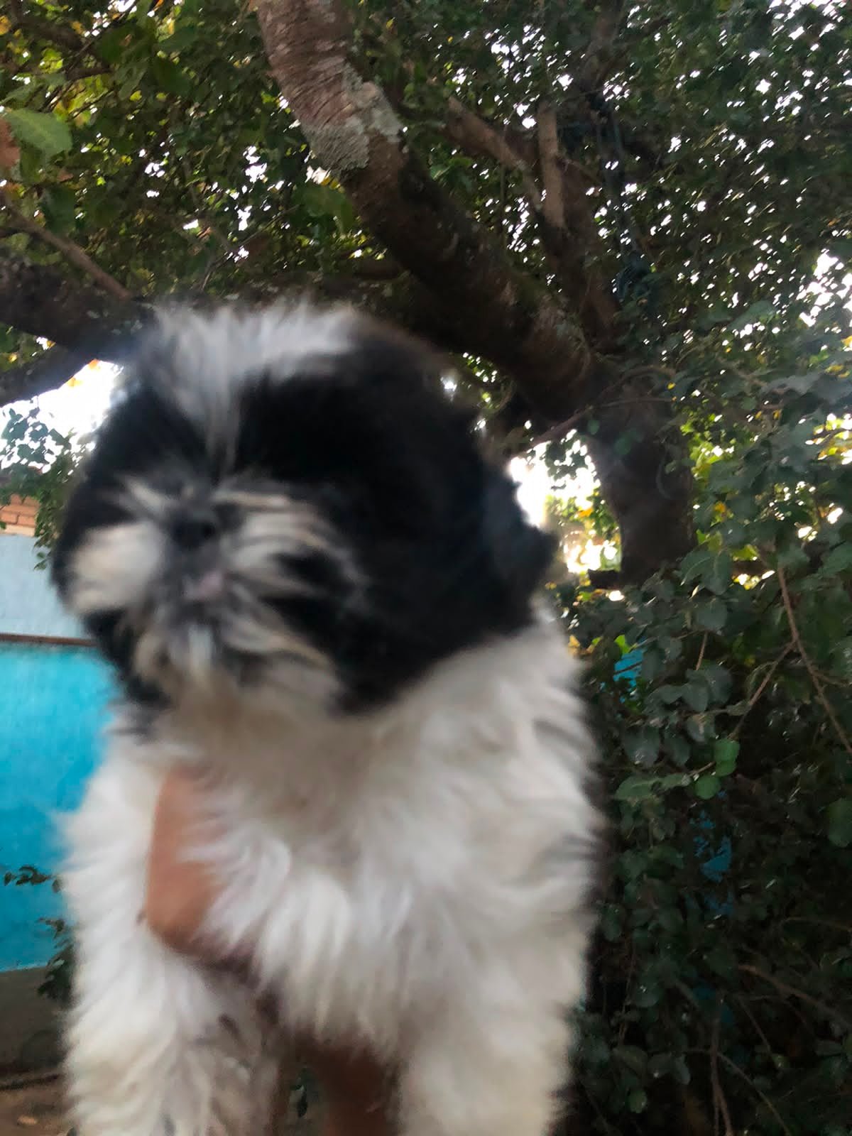 Vendo filhote de Shi tzu - Foto 1