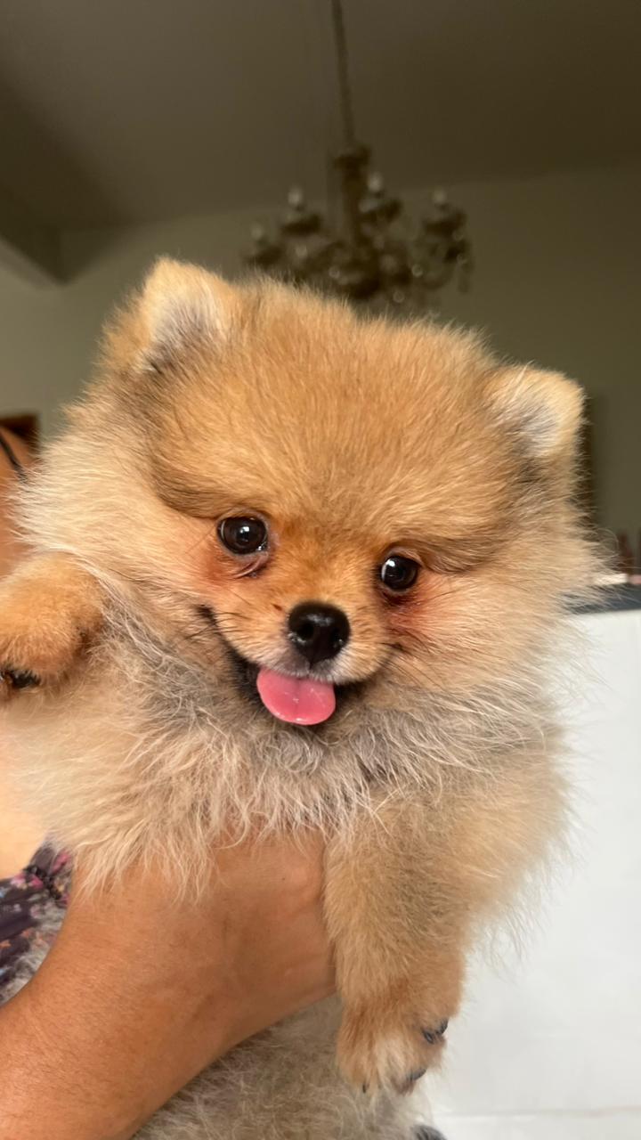 Vendo um cachorro Spitz alemão macho - Foto 2