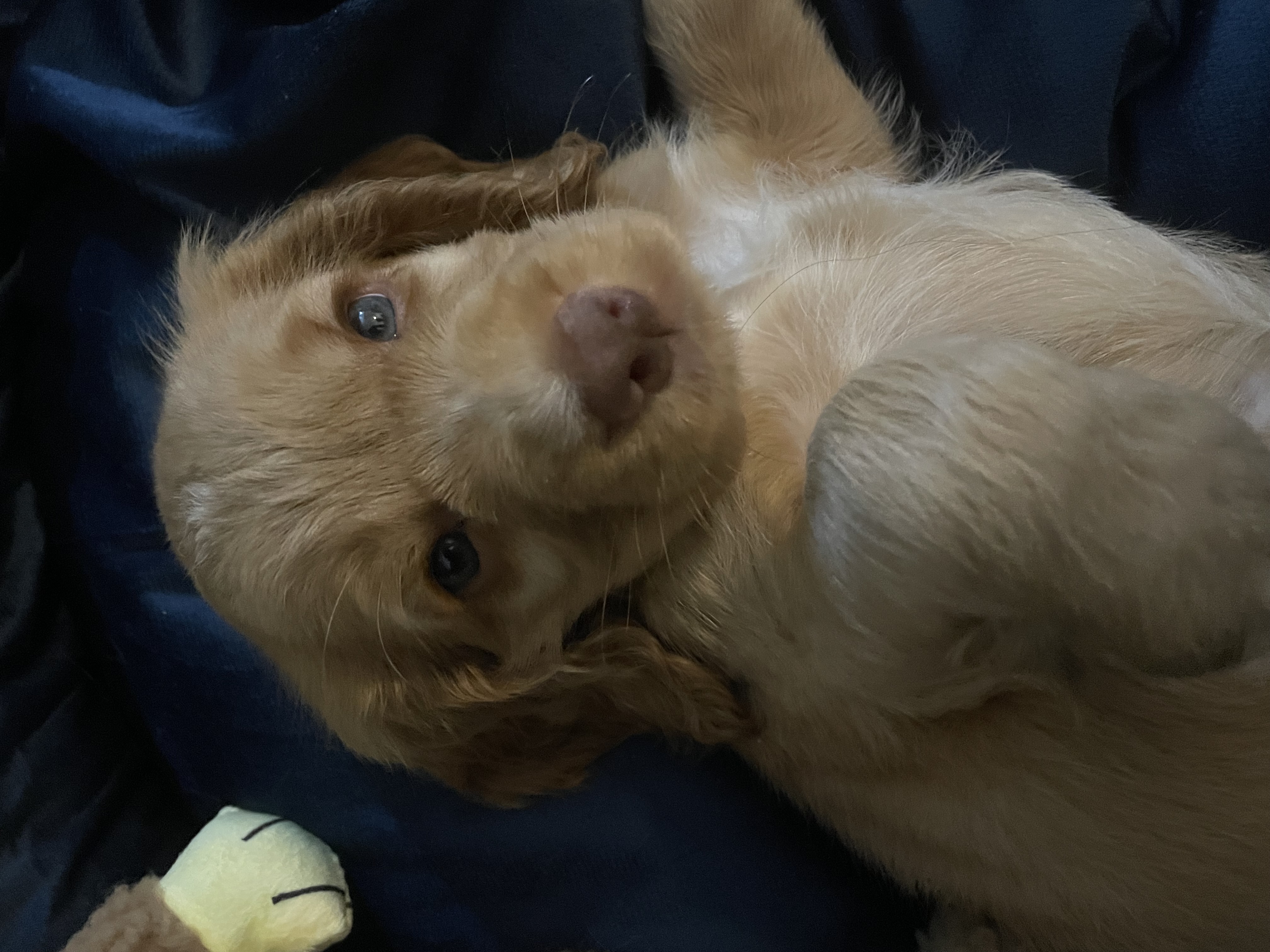 Cocker spaniel - macho - Foto 2