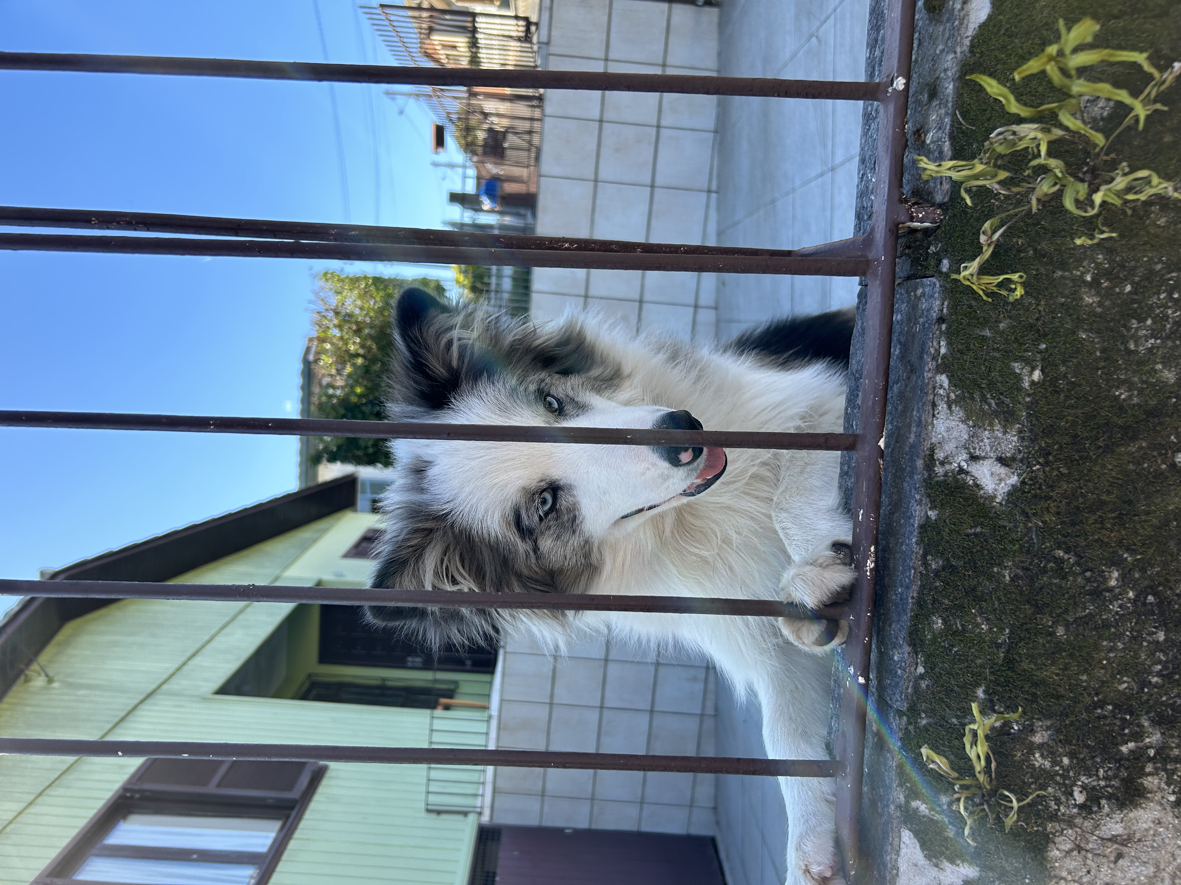 Border collie  - Foto 2