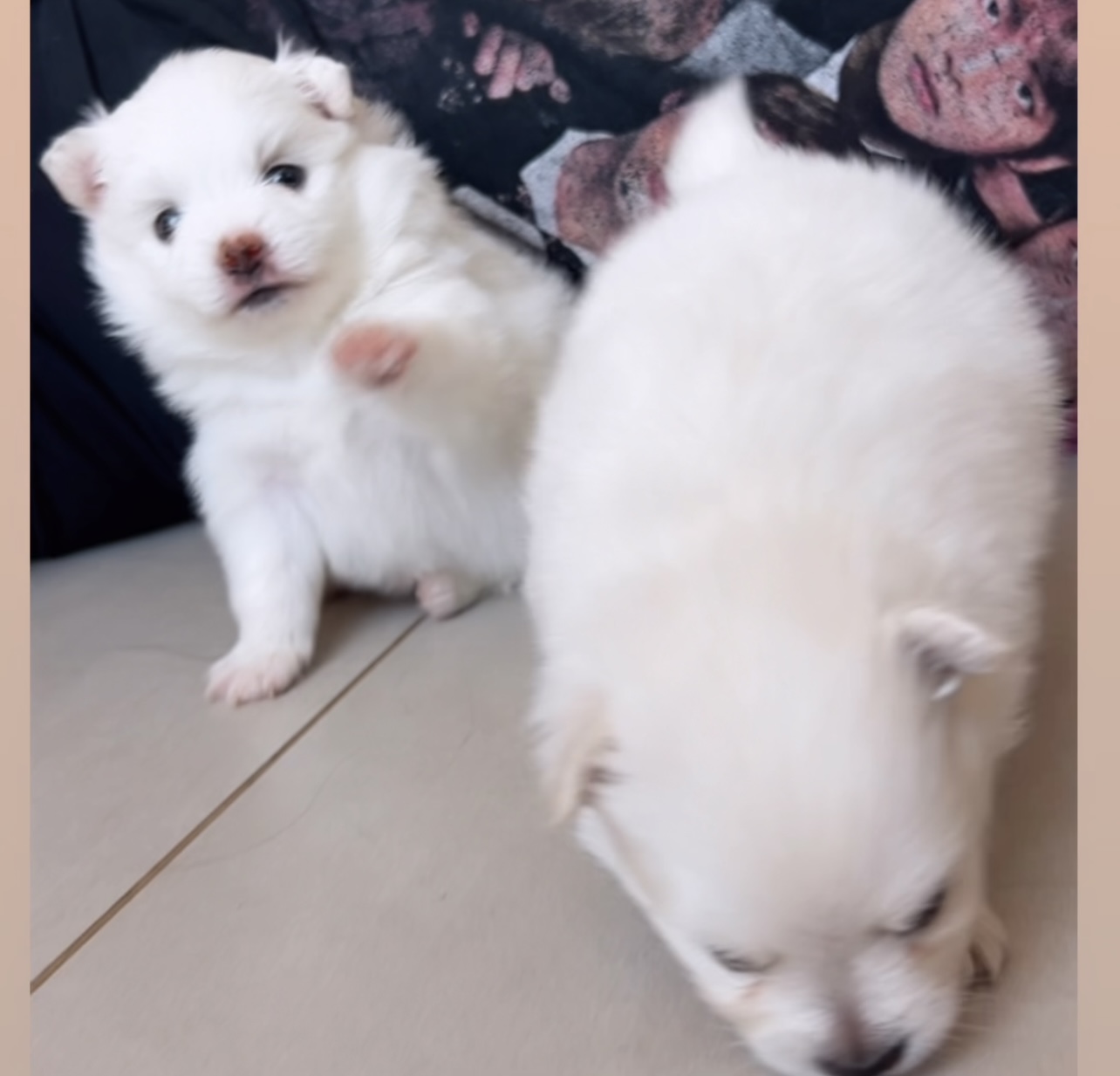 Spitz Alemão - Foto 2