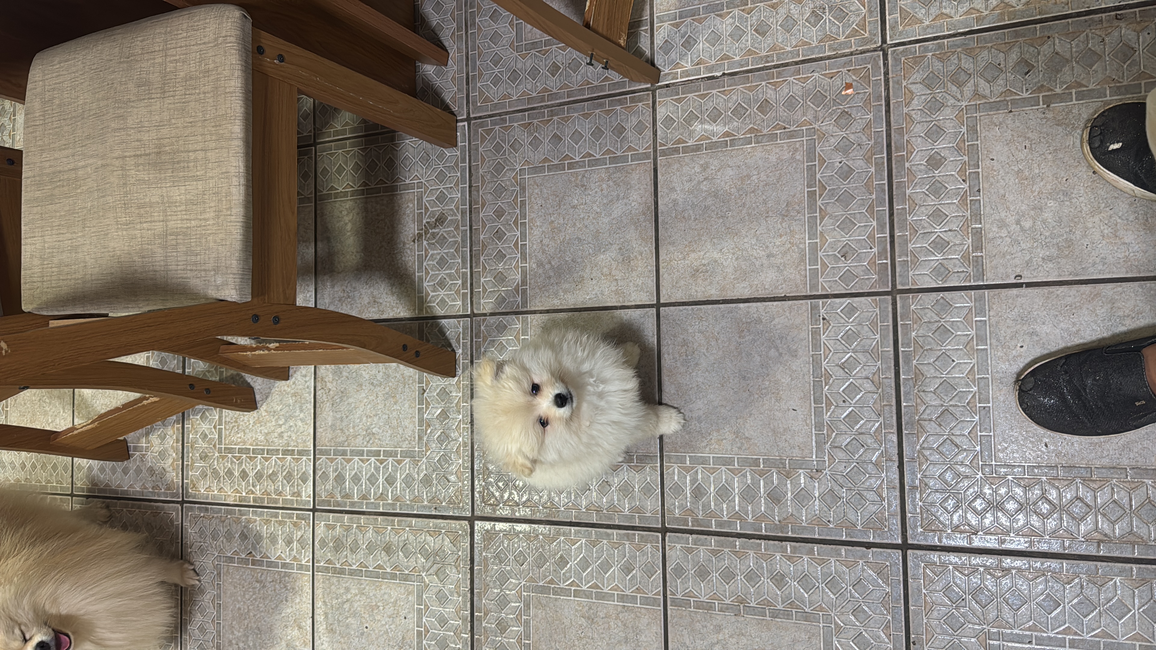 Vendo filhote de spitz alemao - Foto 4