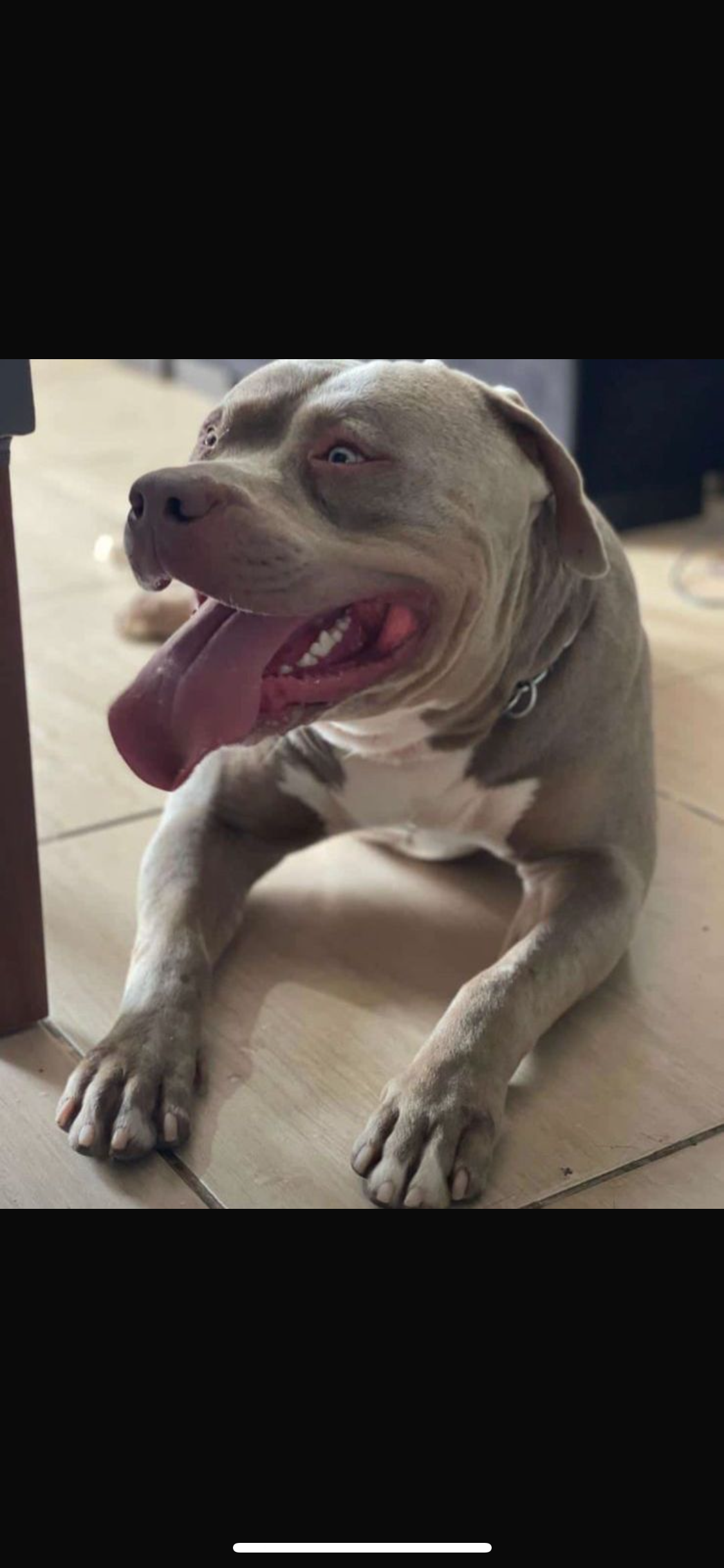 vendo american bully - Foto 1