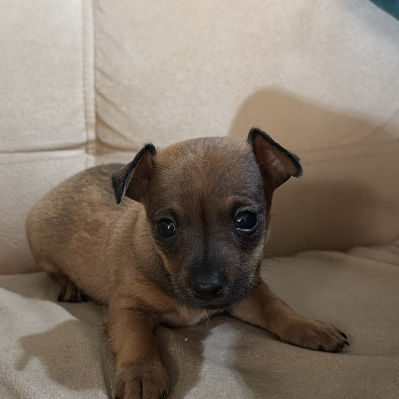 Pinscher 0 Machinhos Disponíveis – Faça Sua Reserva! - Foto 1