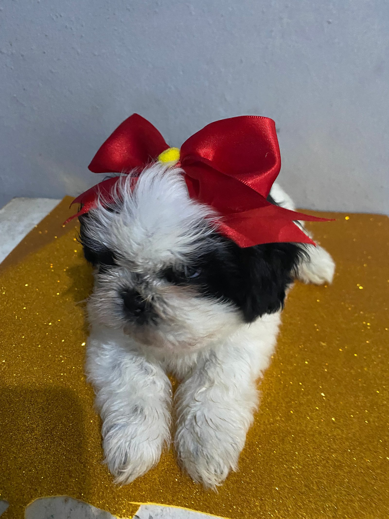 Shihtzu - Foto 1