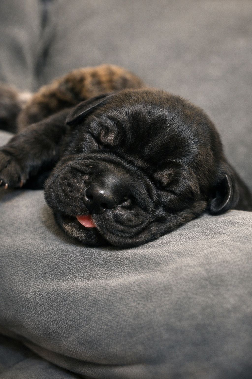 Filhotes Cane corso  - Foto 4