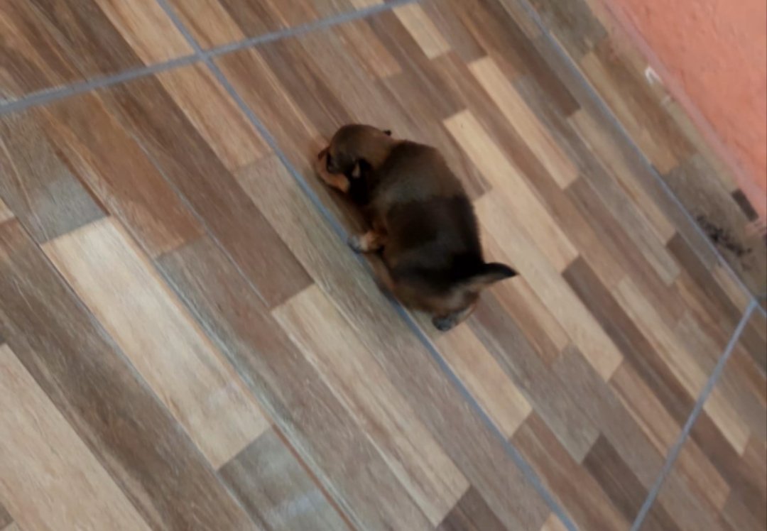 Lulu da Pomerânia  - Foto 2
