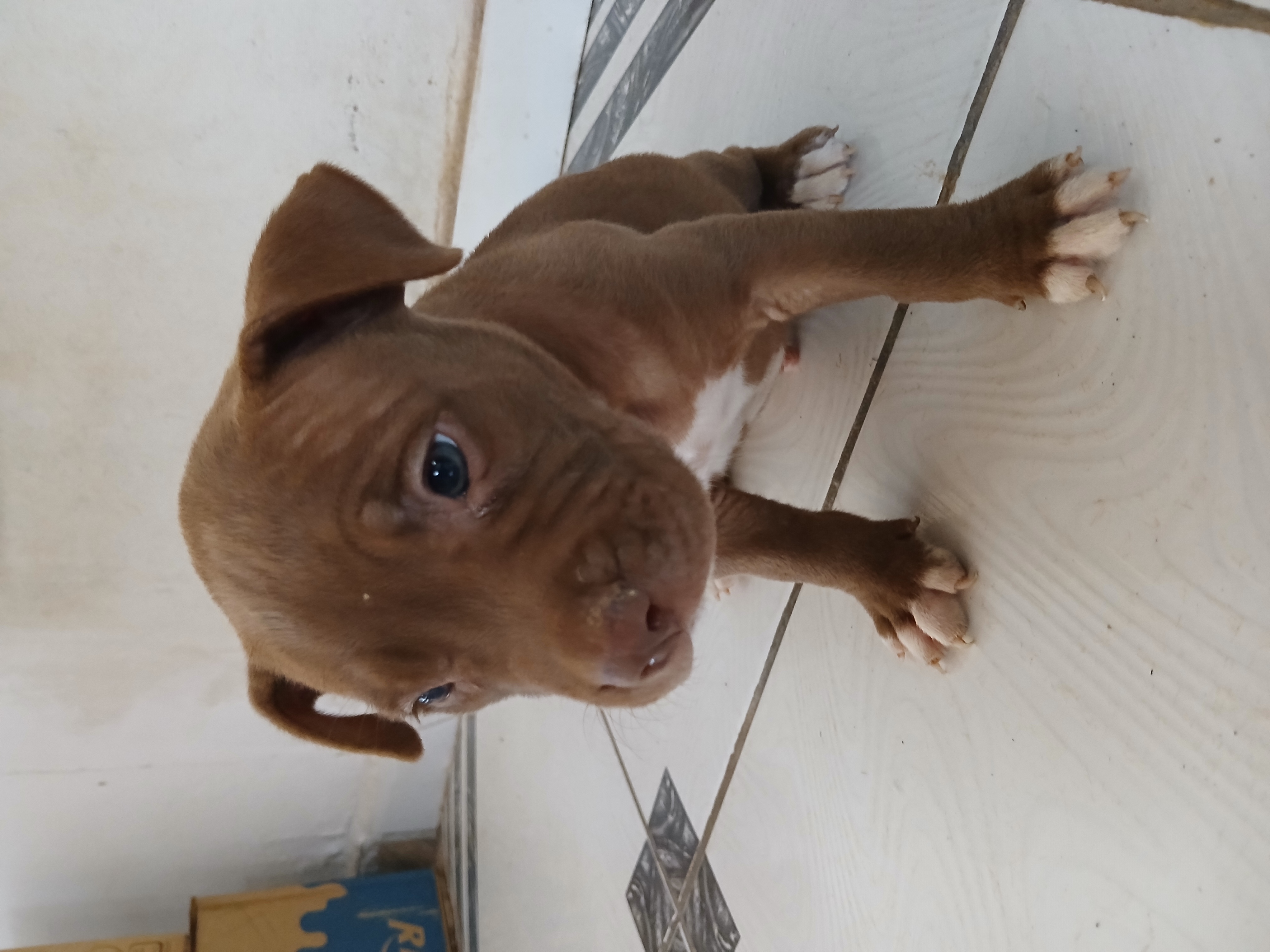 Pitbull - Foto 1