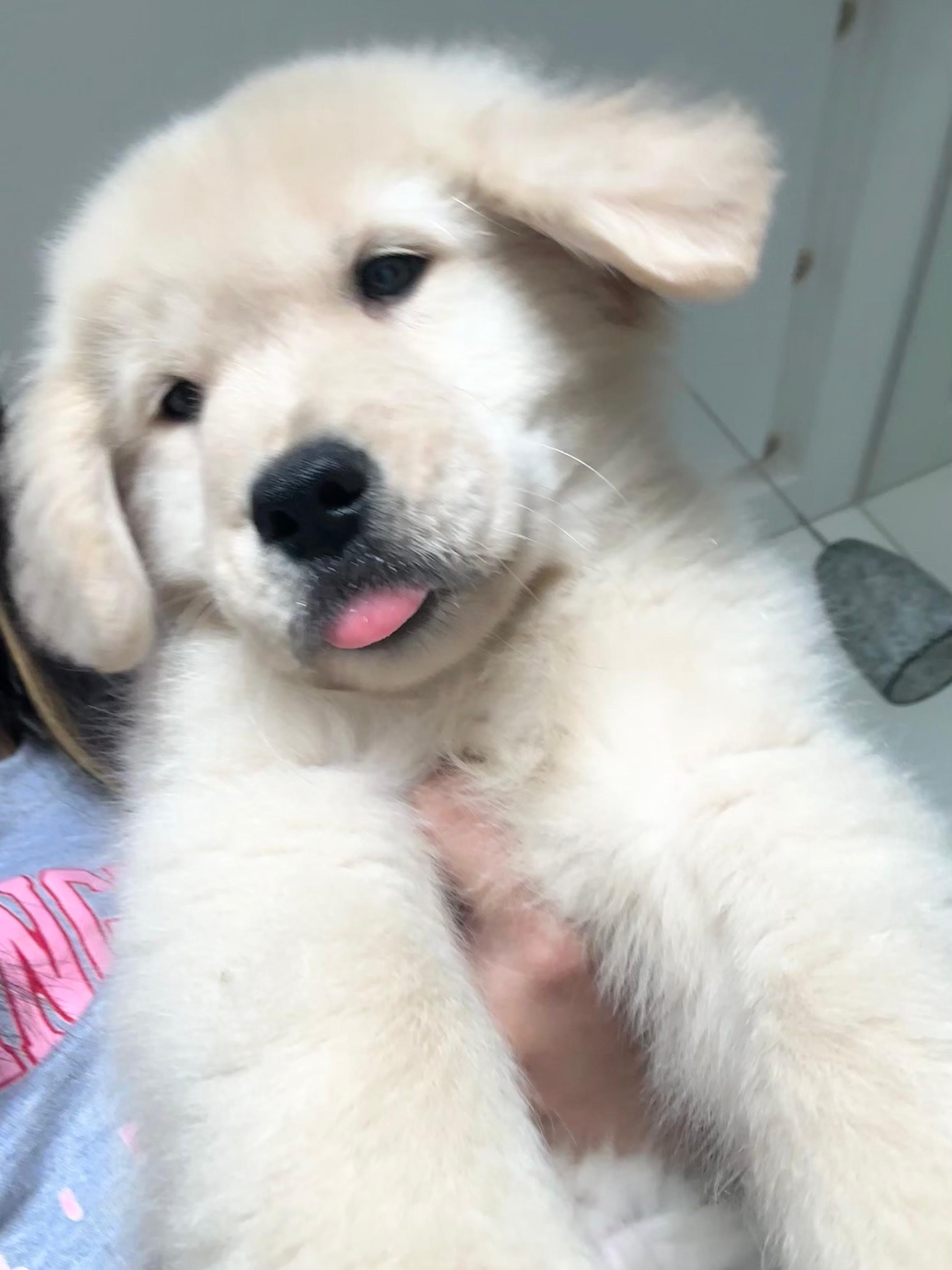 Golden Retriever - Foto 2