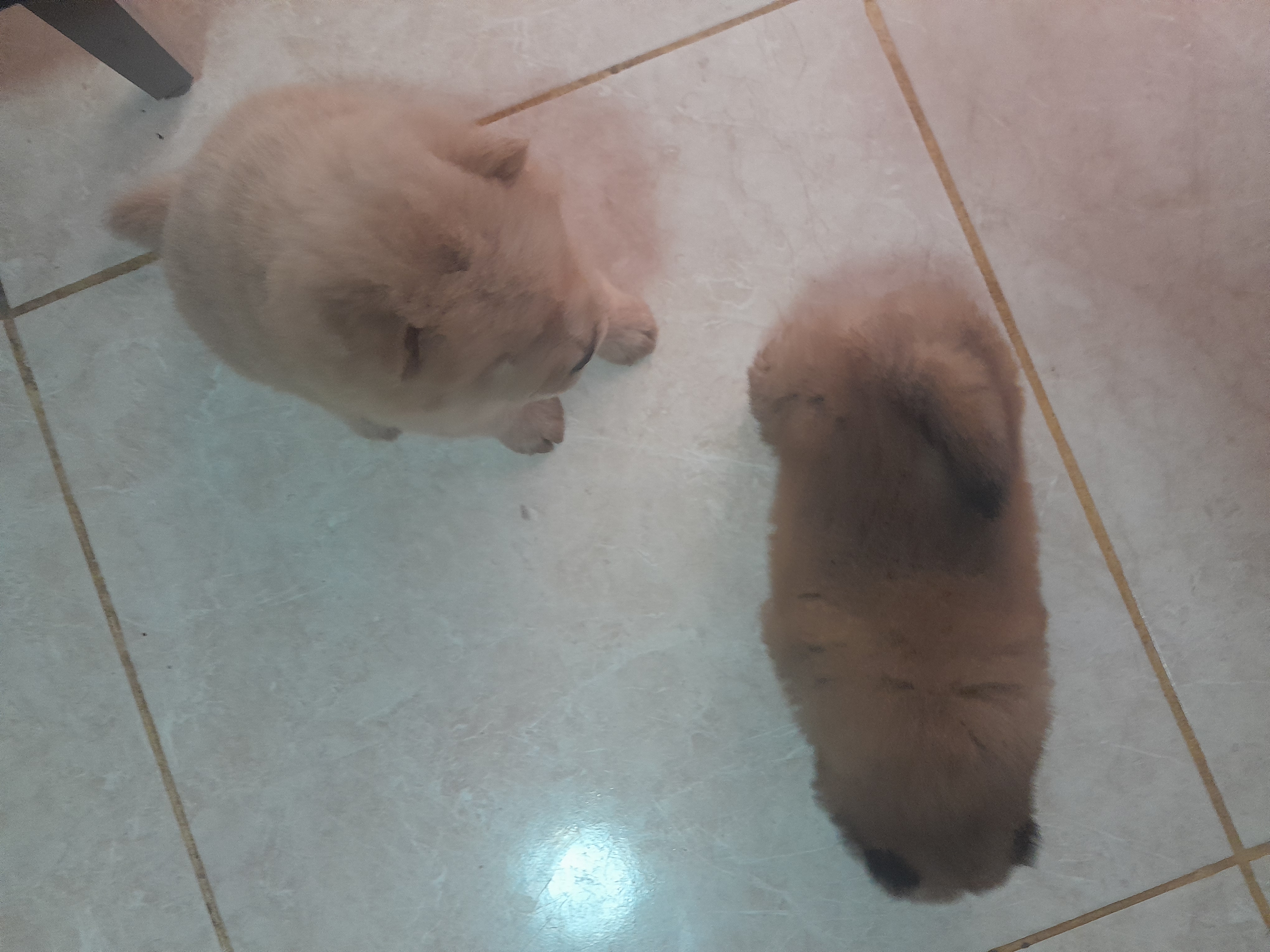Cachorro  - Foto 1
