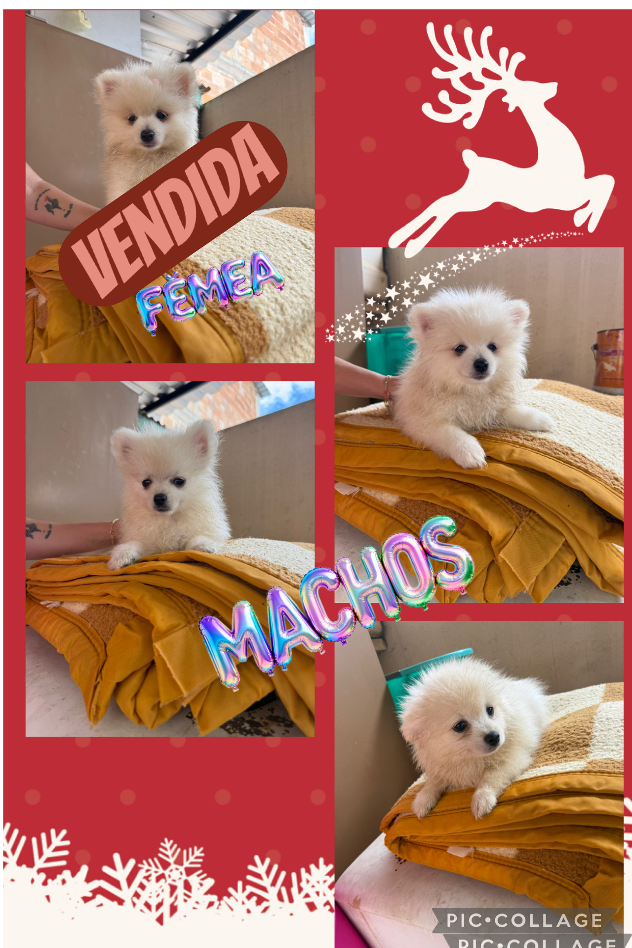 Spitz Alemão - Foto 1
