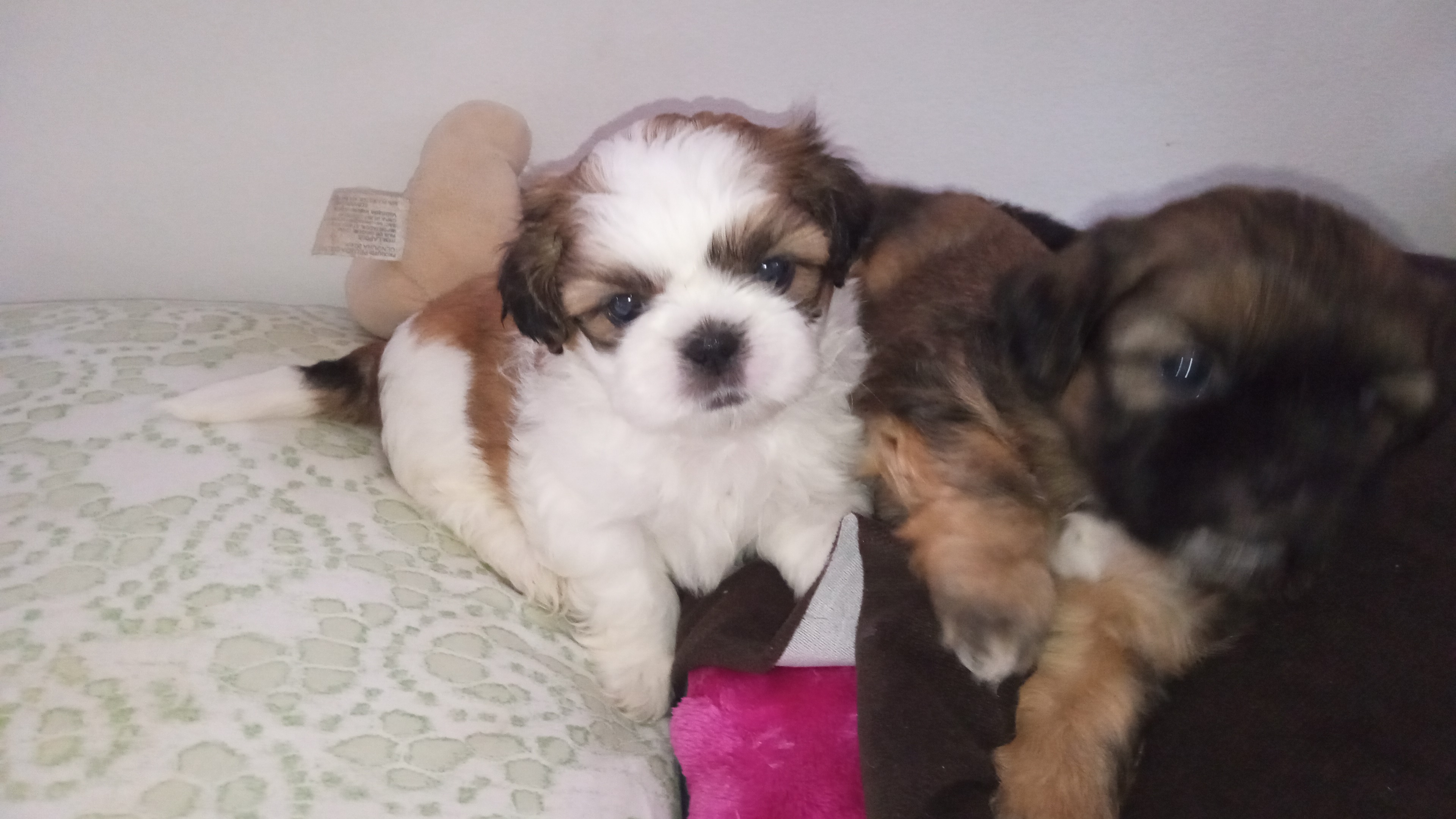 Shih Tzu - Foto 3