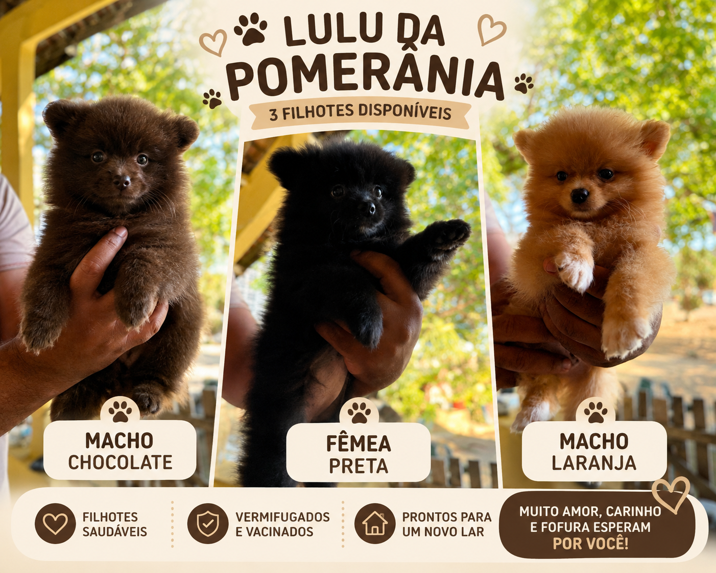 🐾 Lulu da Pomerânia – 3 Filhotes Disponíveis | Chocolate, Preto e Laranja - Foto 1