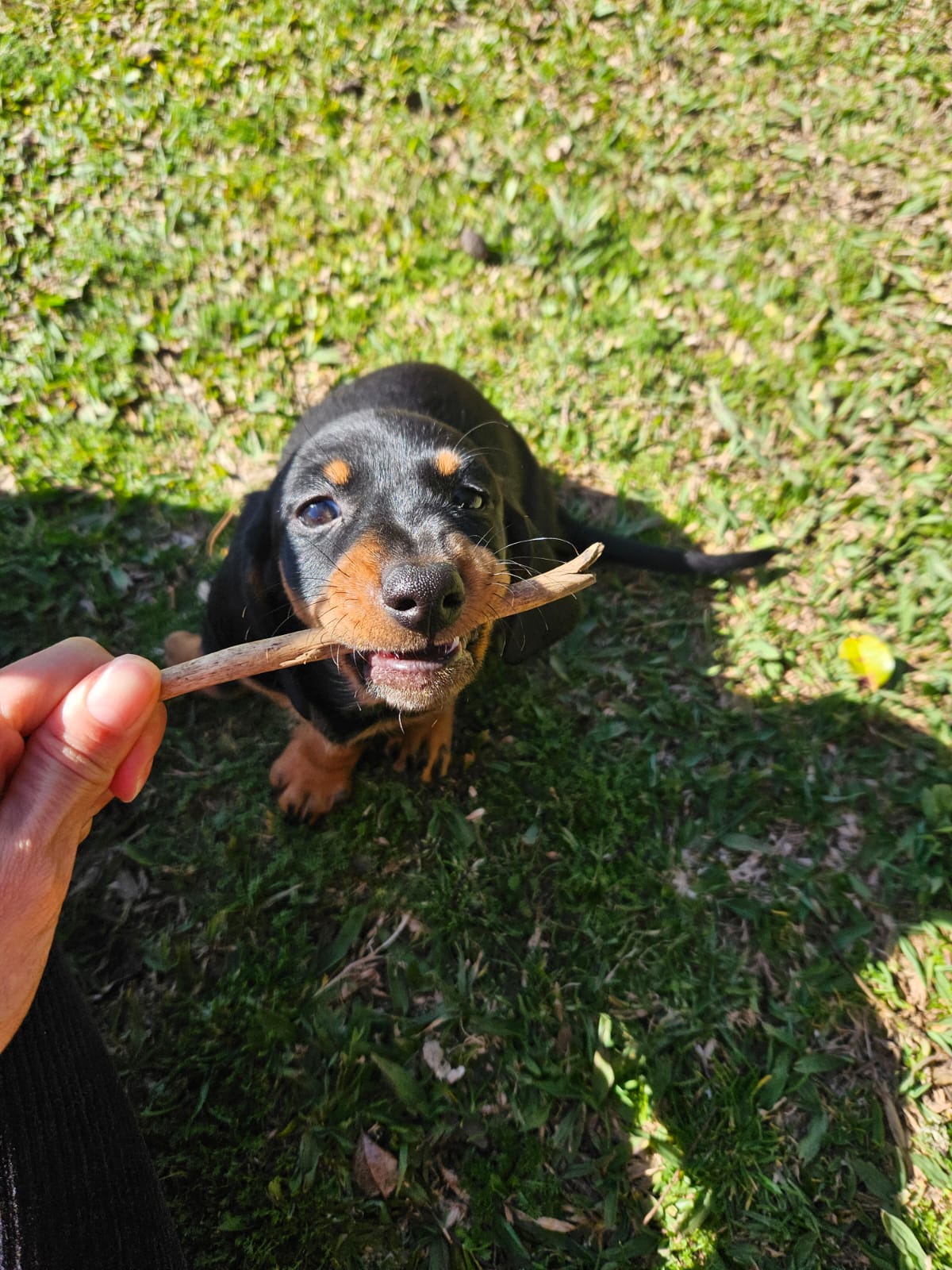 Basset Hound - Foto 2