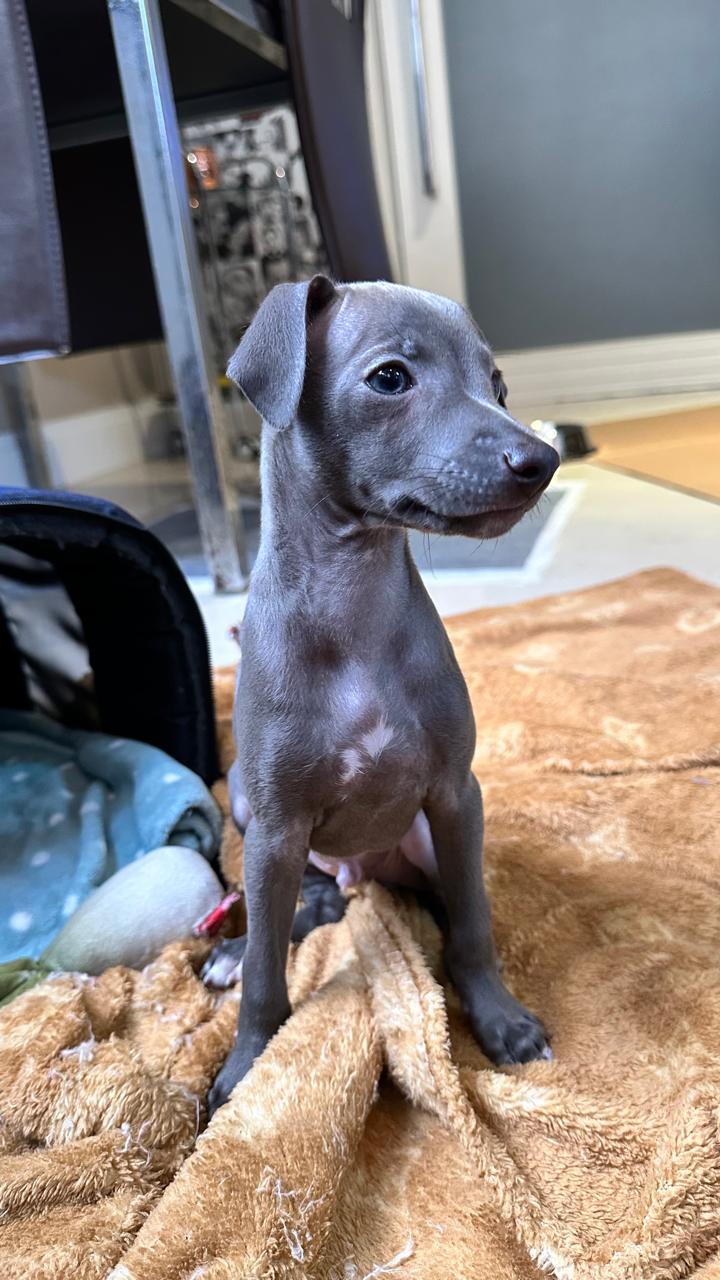 Filhote de mini Galgo - Foto 1