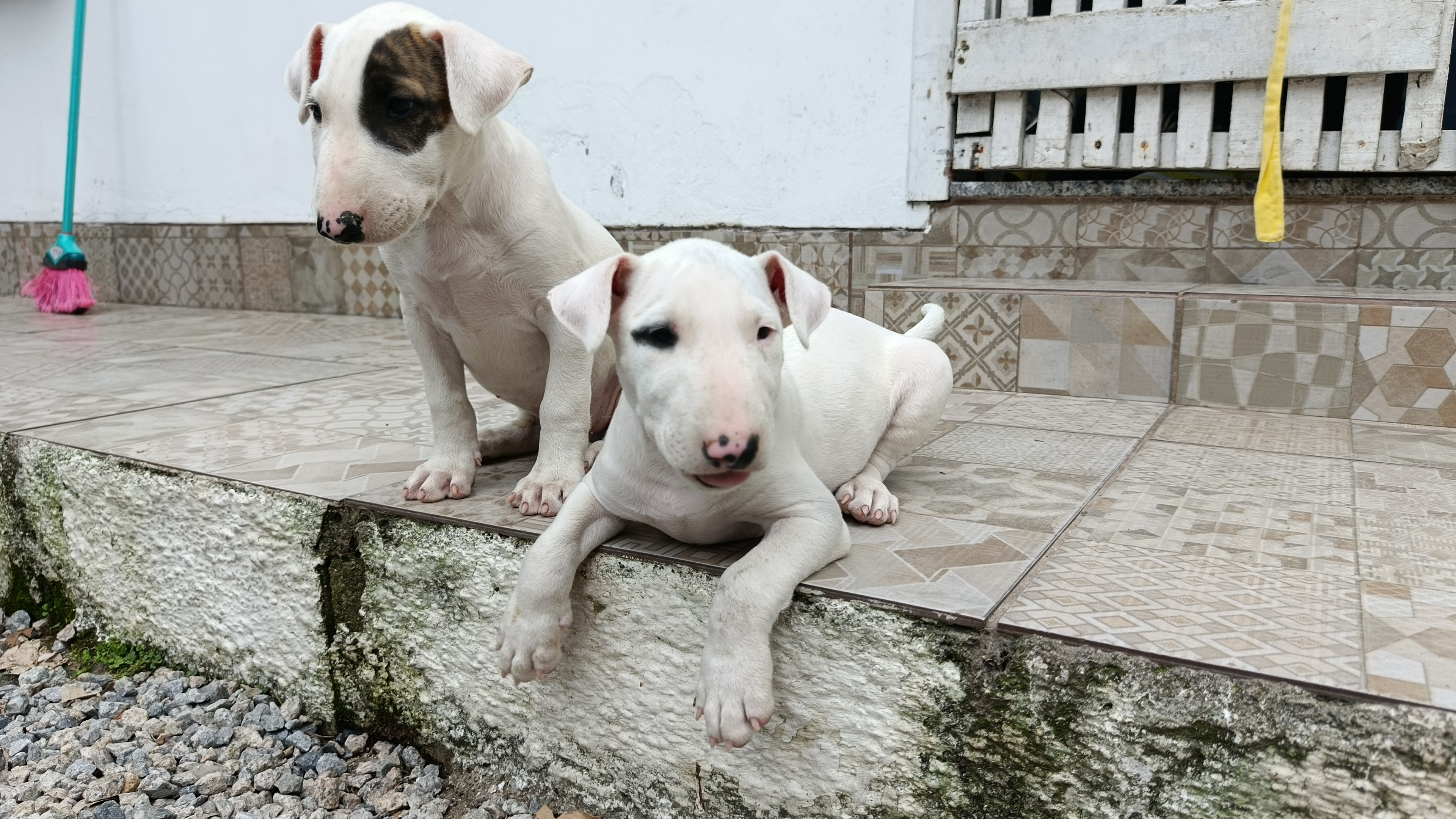 Bull Terrier Inglês - Foto 1
