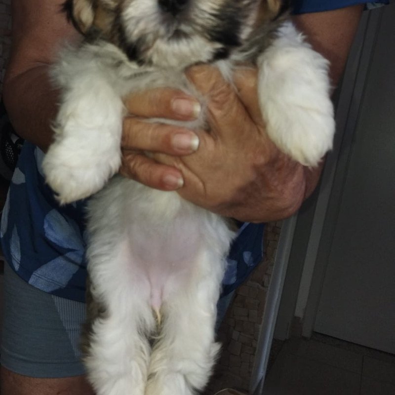 Lindos Filhotes de Shitzu 2 meses - Foto 4