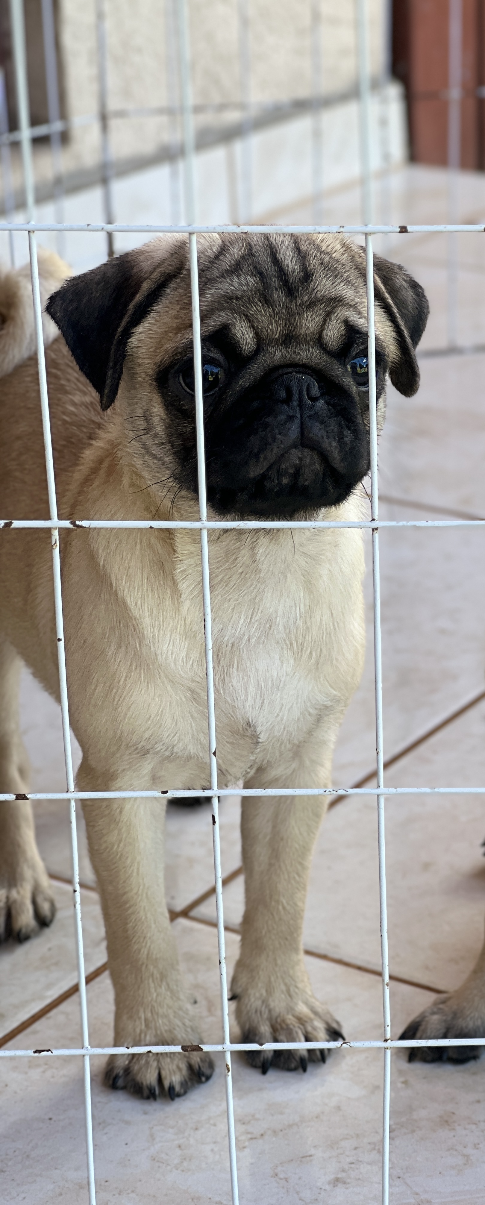 Pug - Foto 3